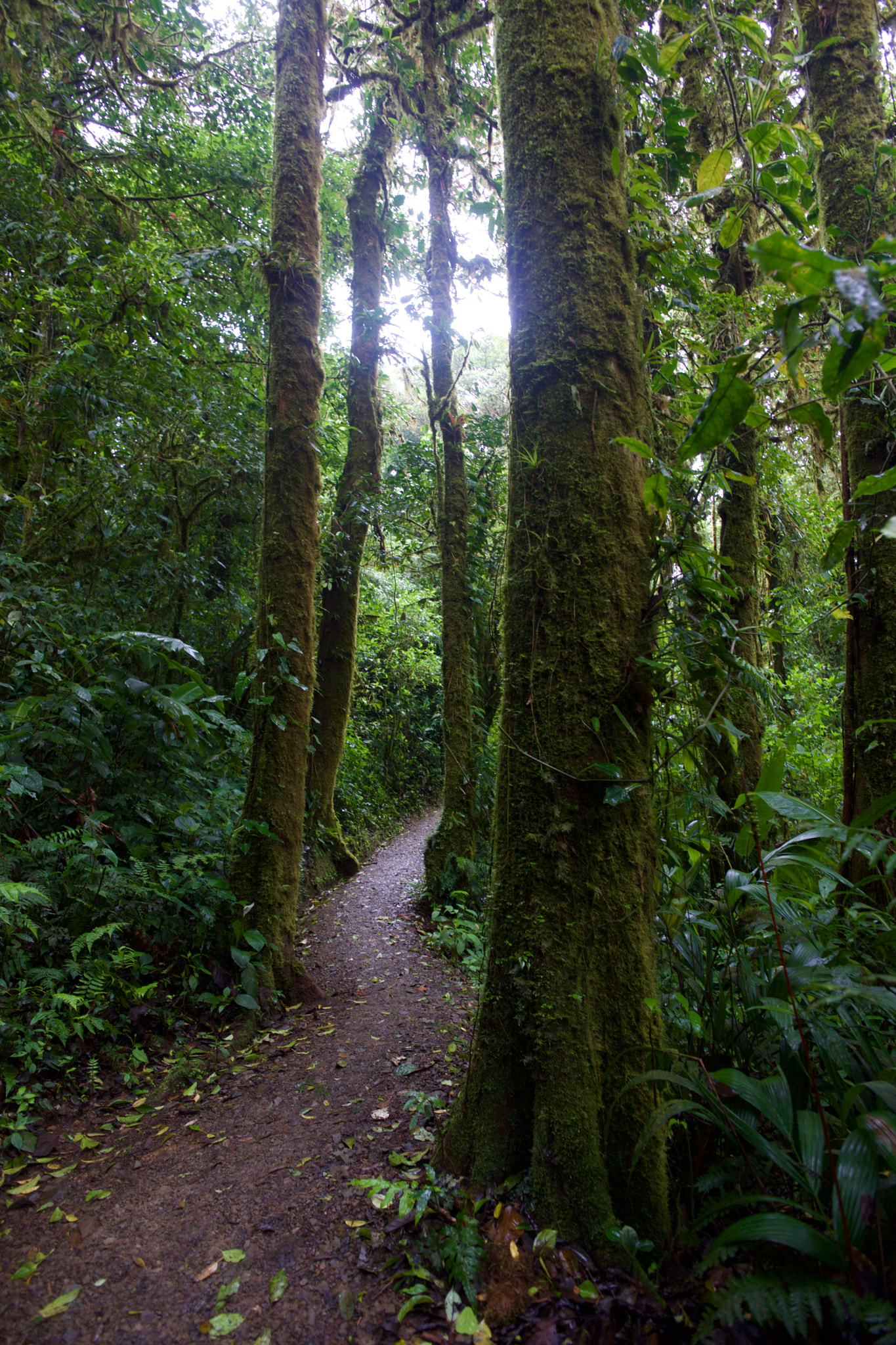 ZEISS Touit 12mm F2.8 sample photo. Sendero pic photography