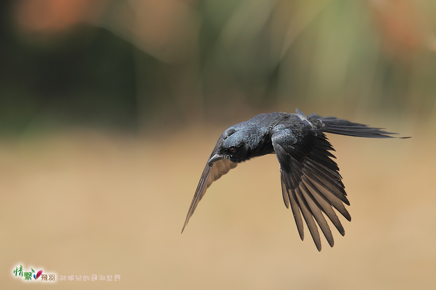Canon EF 600mm F4L IS II USM sample photo. Ib3c0248-3.jpg photography