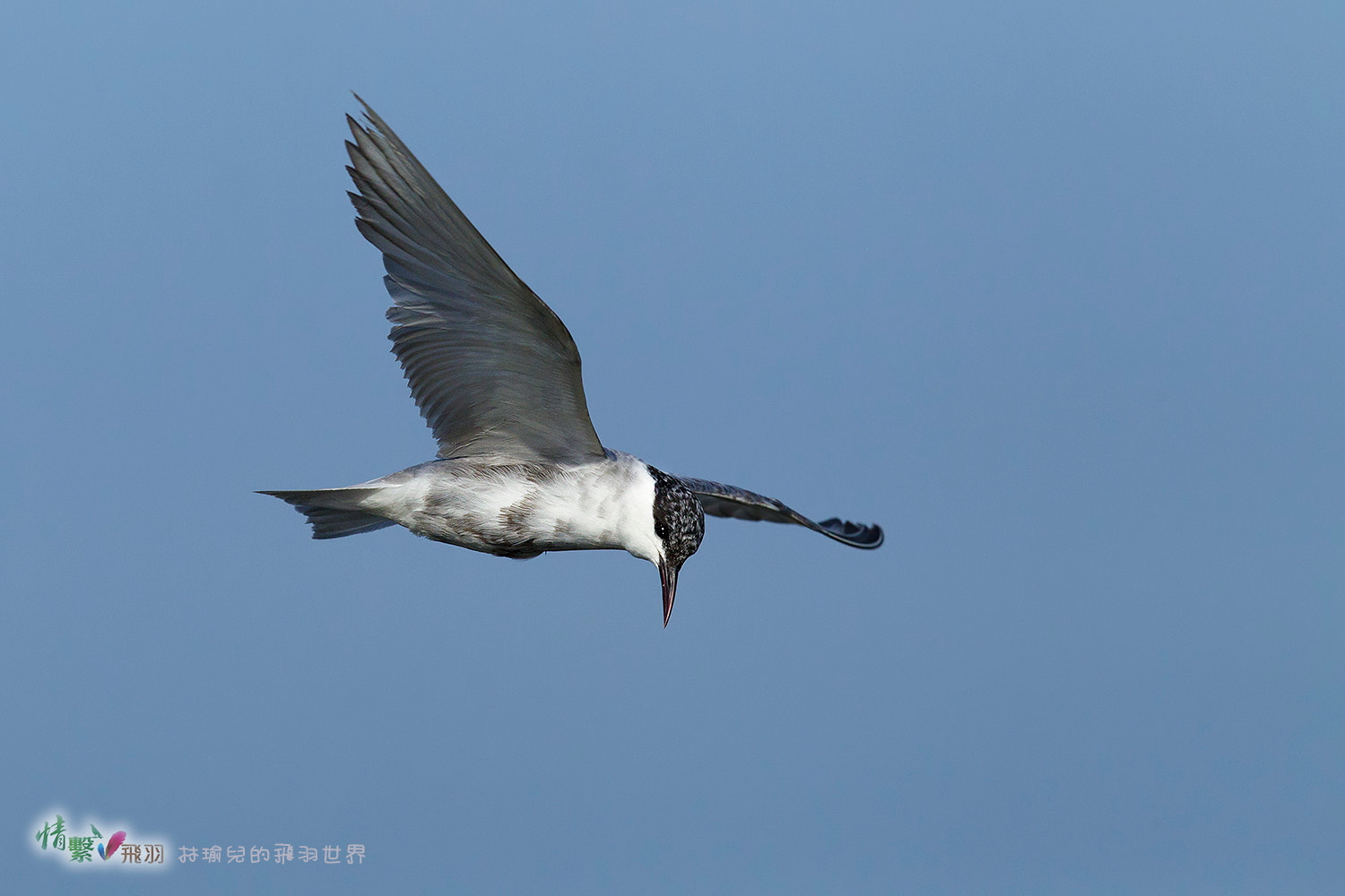 Canon EF 600mm F4L IS II USM sample photo. Ib3c1263-3.jpg photography