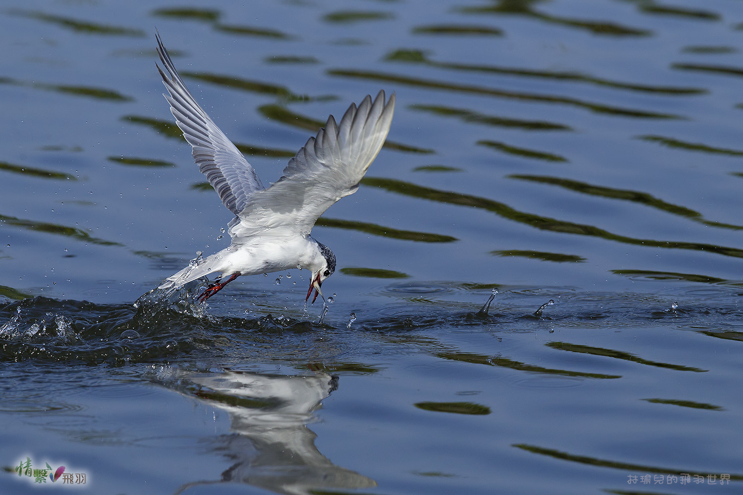 Canon EF 600mm F4L IS II USM sample photo. Ib3c1293-3.jpg photography