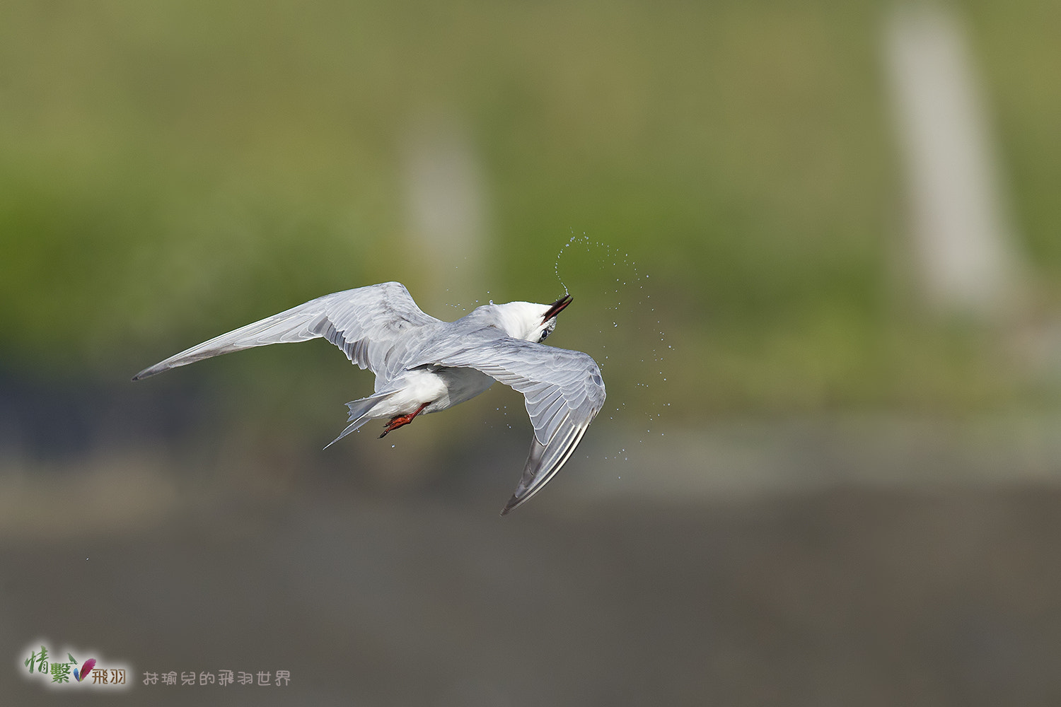 Canon EF 600mm F4L IS II USM sample photo. Ib3c1395-3.jpg photography
