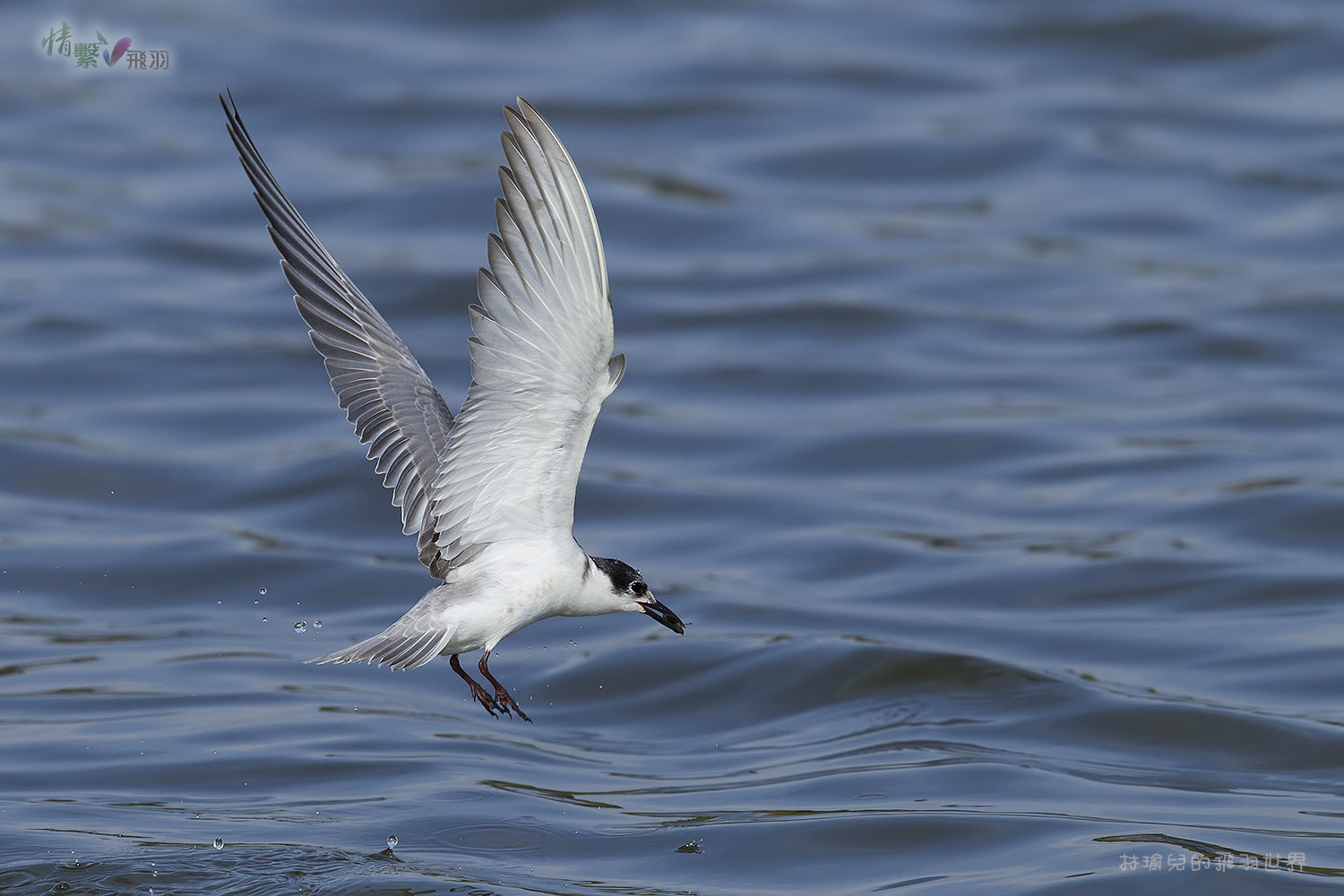 Canon EF 600mm F4L IS II USM sample photo. Ib3c1479-3.jpg photography