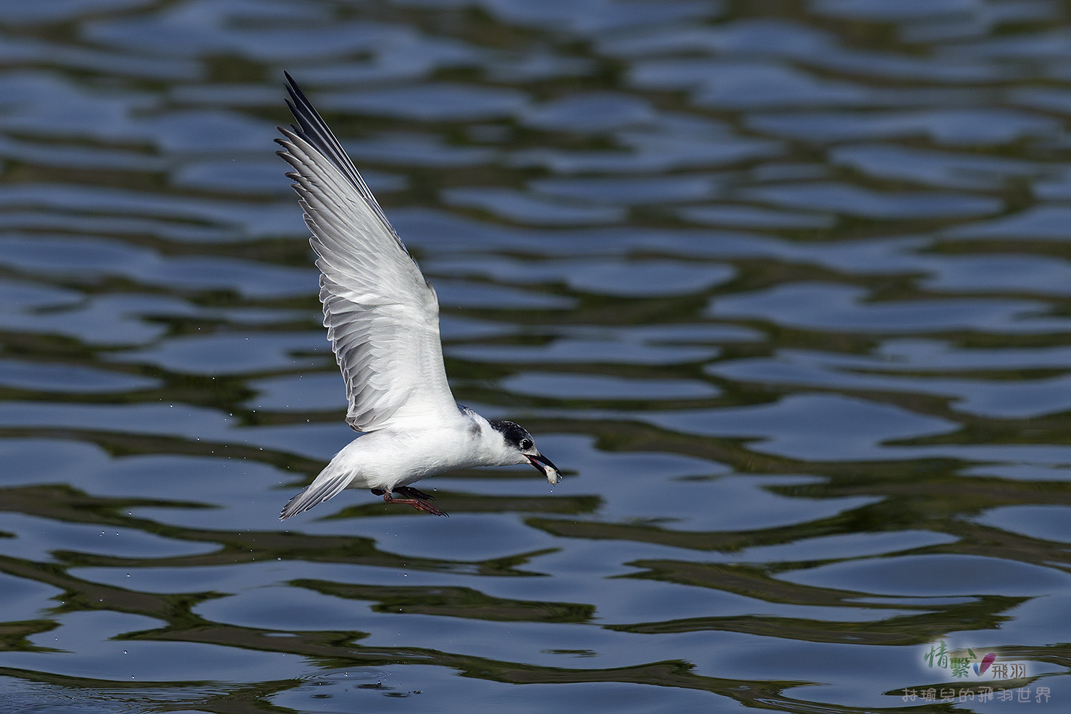 Canon EF 600mm F4L IS II USM sample photo. Ib3c1456-3.jpg photography