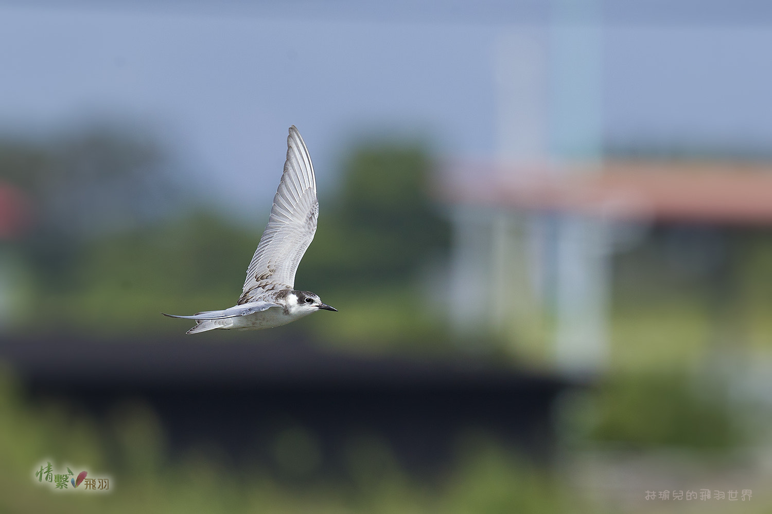 Canon EF 600mm F4L IS II USM sample photo. Ib3c2351-3.jpg photography