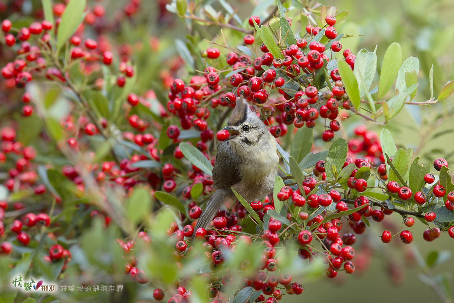 Canon EF 600mm F4L IS II USM sample photo. Ib3c3044-3.jpg photography