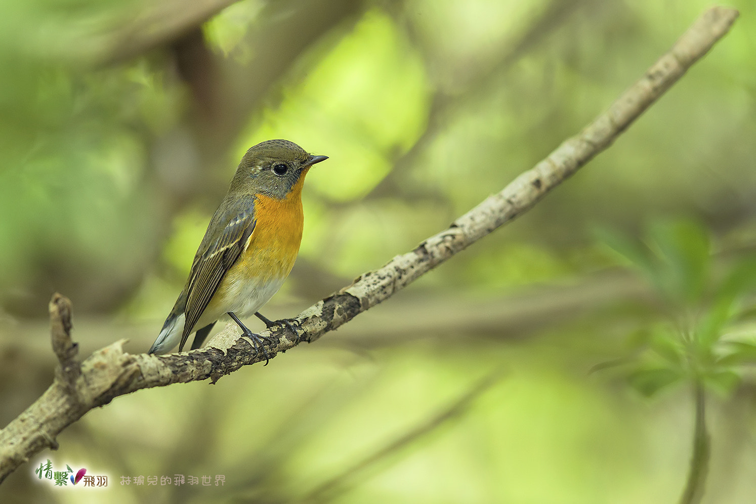 Canon EF 600mm F4L IS II USM sample photo. Ib3c3365-3.jpg photography