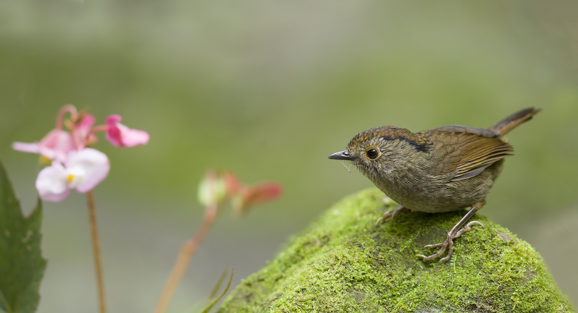 Canon EF 600mm F4L IS II USM sample photo. Ib3c4858-2.jpg photography