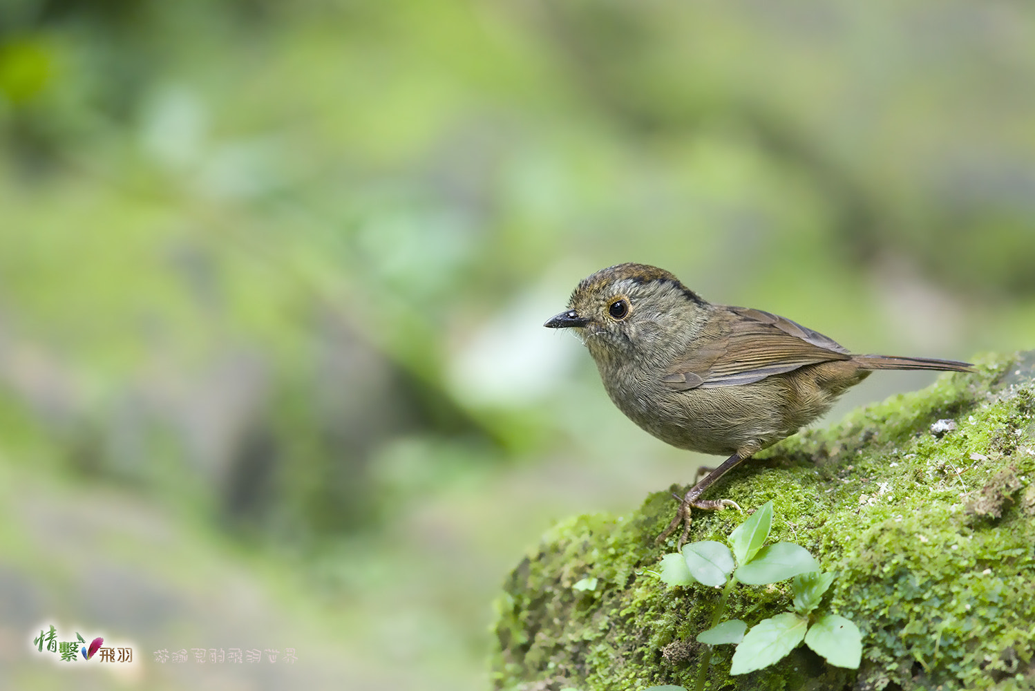 Canon EF 600mm F4L IS II USM sample photo. Ib3c4875-3-3.jpg photography