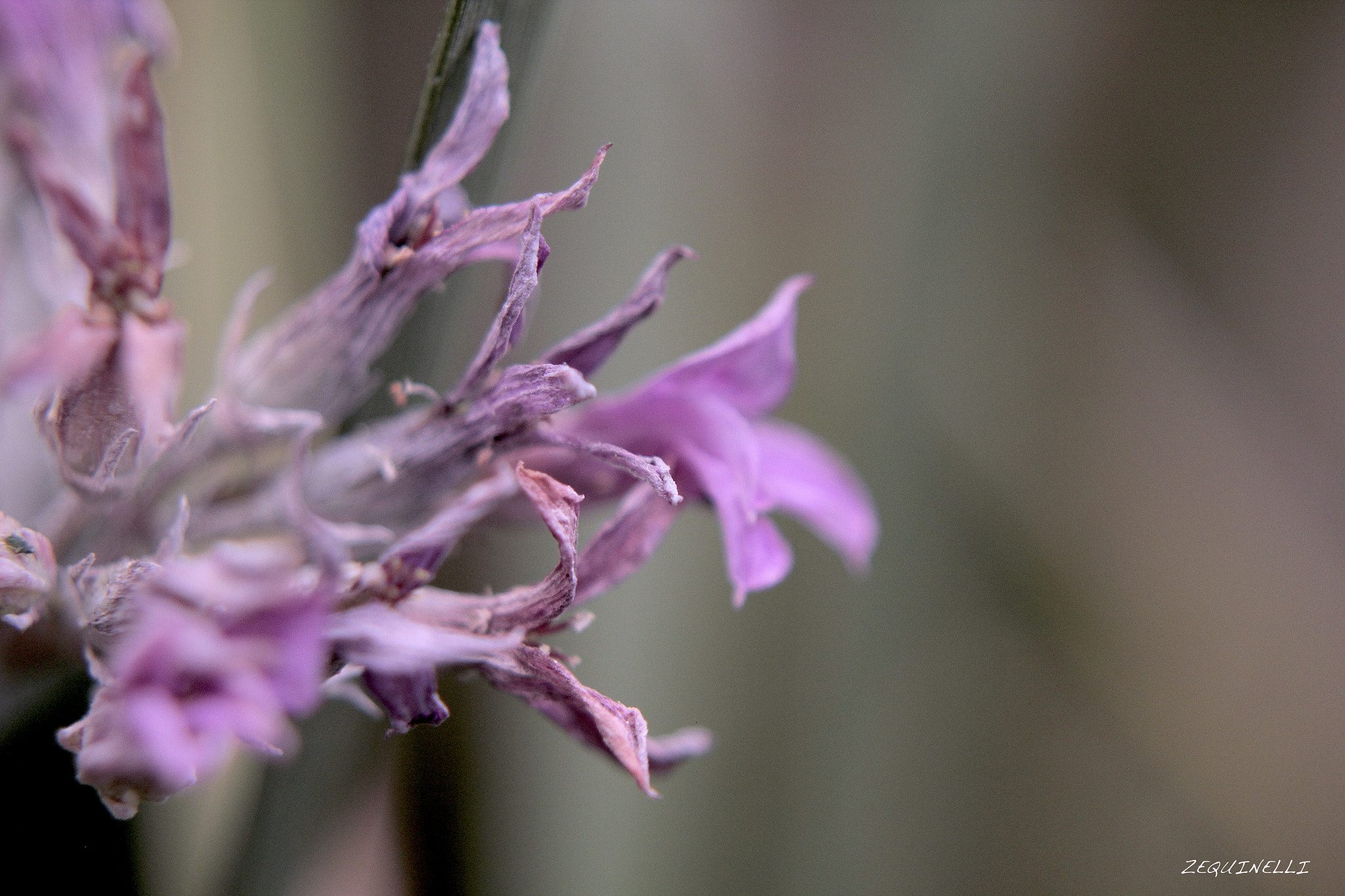 Sigma 28-80mm f/3.5-5.6 II Macro sample photo. Morir photography