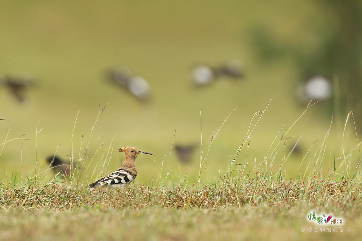 Canon EF 600mm F4L IS II USM sample photo. Ib3c9324-3.jpg photography