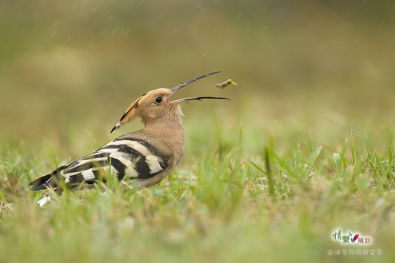 Canon EF 600mm F4L IS II USM sample photo. Ib3c9142-3.jpg photography