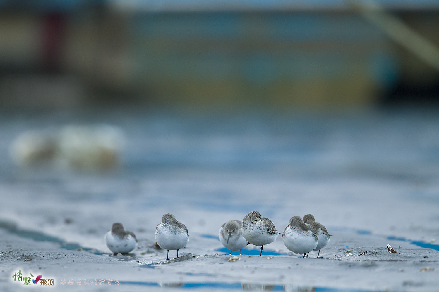 Canon EF 600mm F4L IS II USM sample photo. 複製 photography