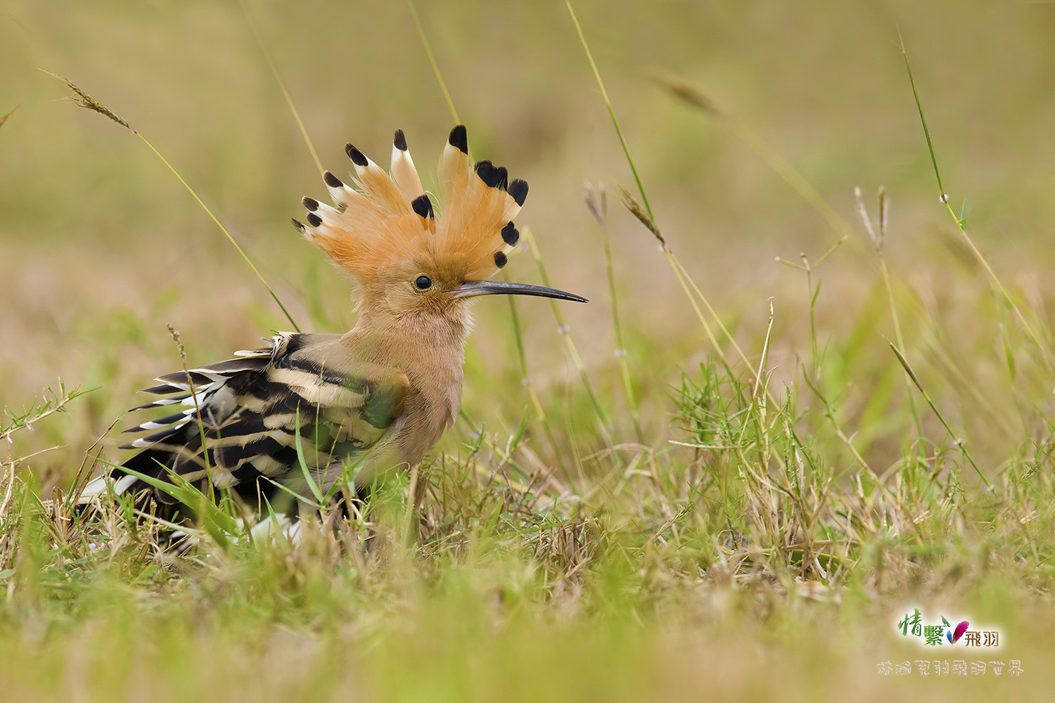 Canon EF 600mm F4L IS II USM sample photo. Ib3c9895-3.jpg photography