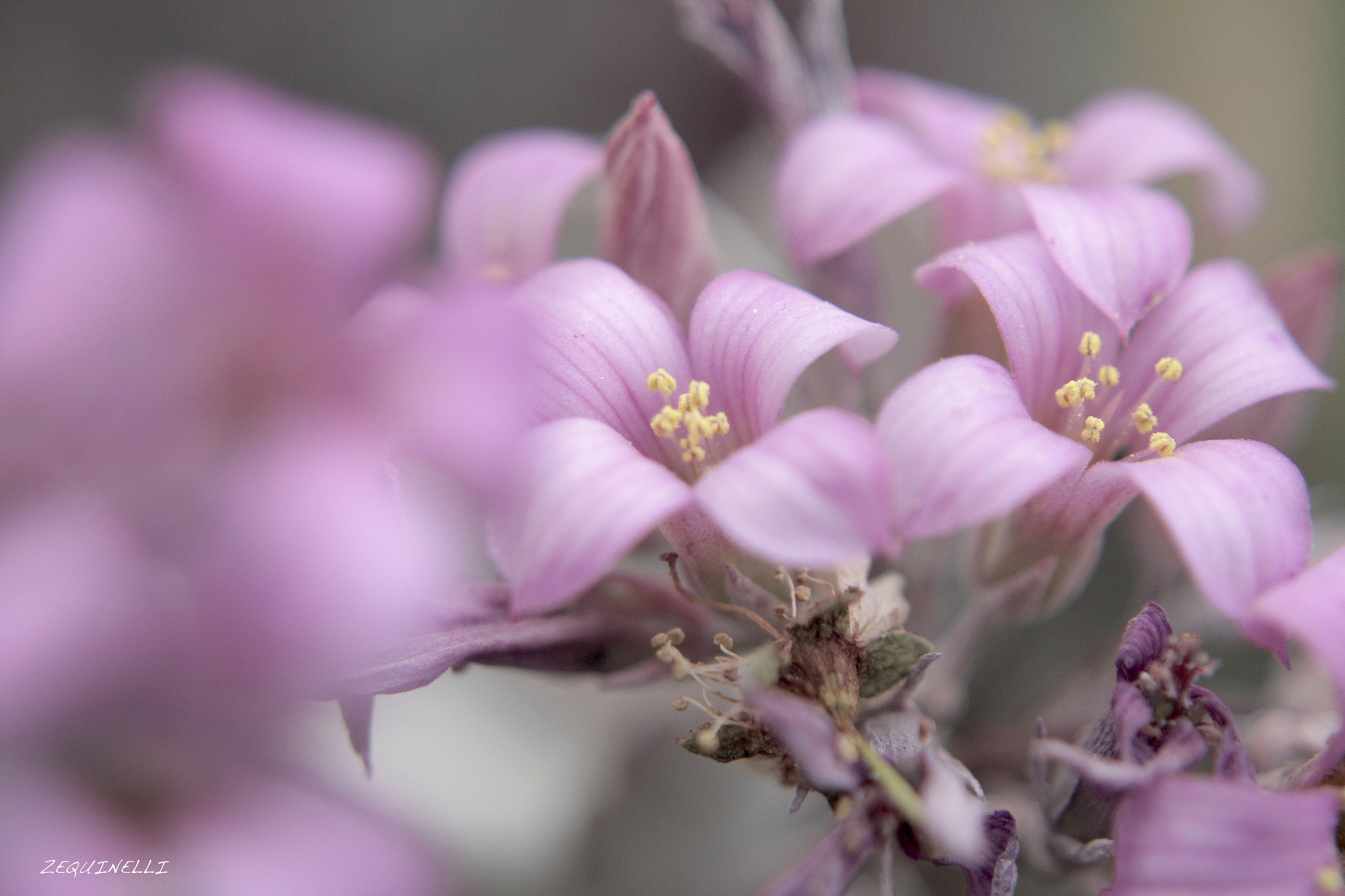 Canon EOS 60D + Sigma 28-80mm f/3.5-5.6 II Macro sample photo. El rosa te queda photography