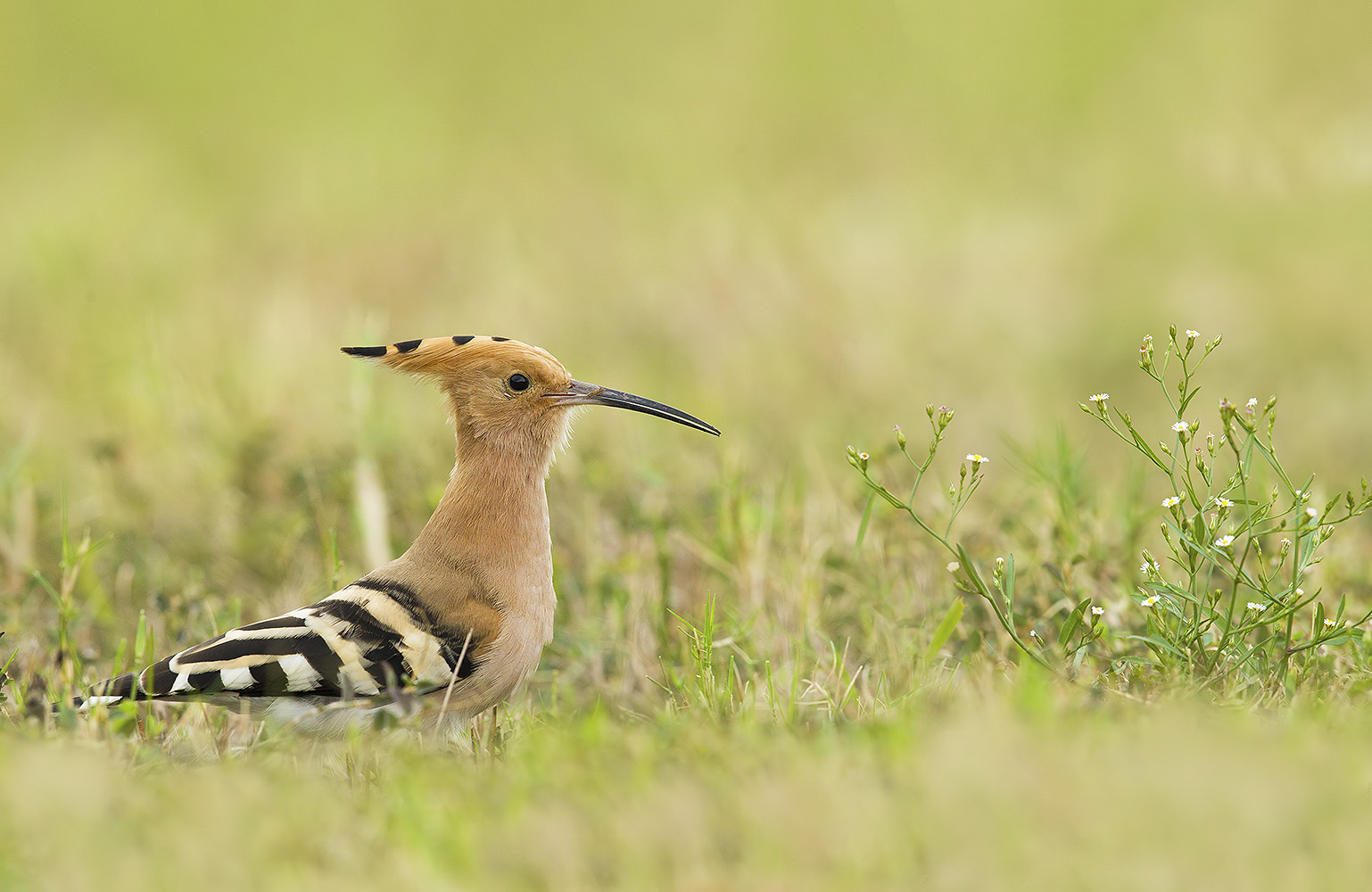 Canon EF 600mm F4L IS II USM sample photo. Ib3c5682-3.jpg photography