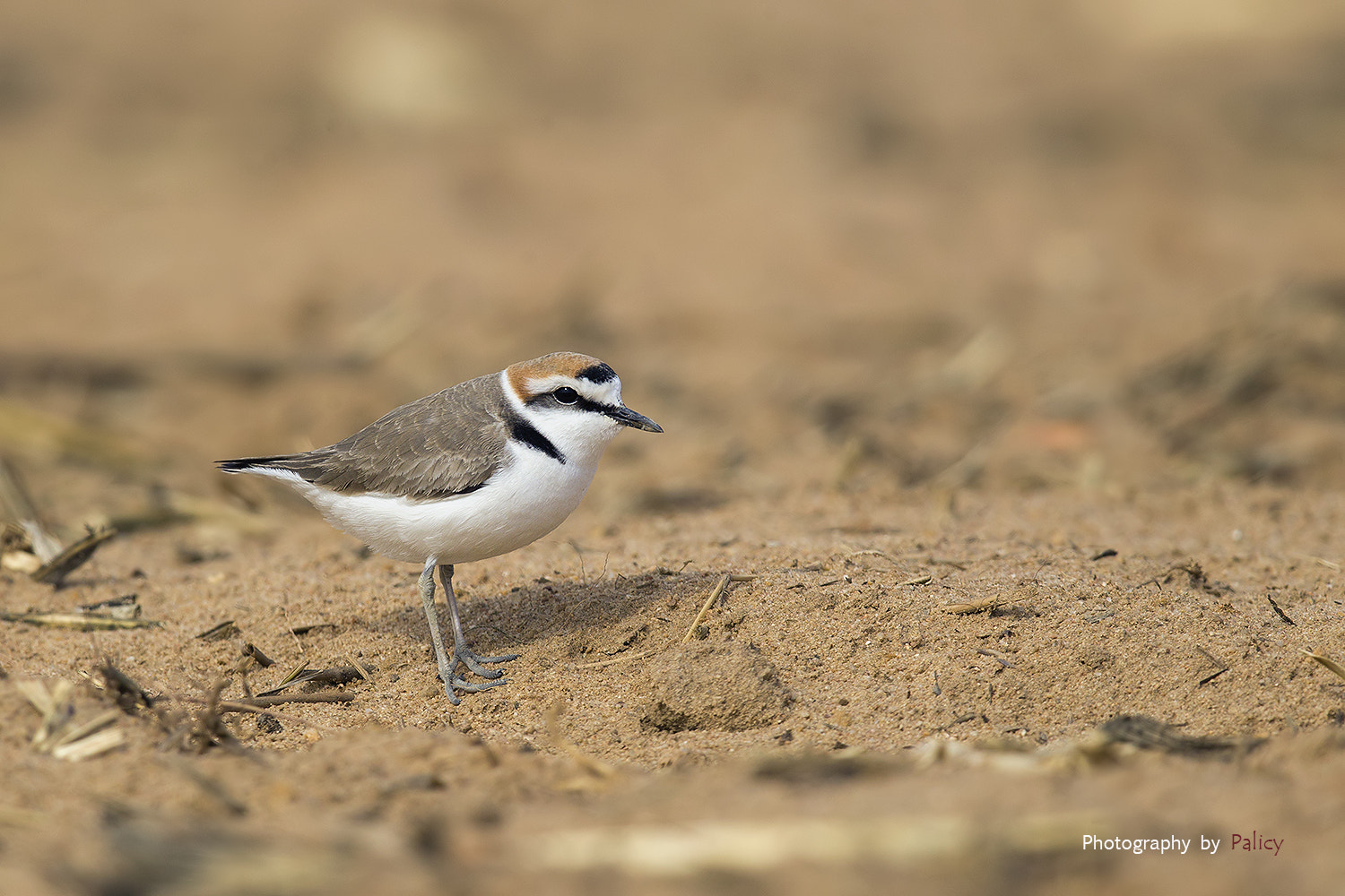 Canon EOS-1D Mark IV + Canon EF 600mm F4L IS II USM sample photo. Img_4256-3.jpg photography