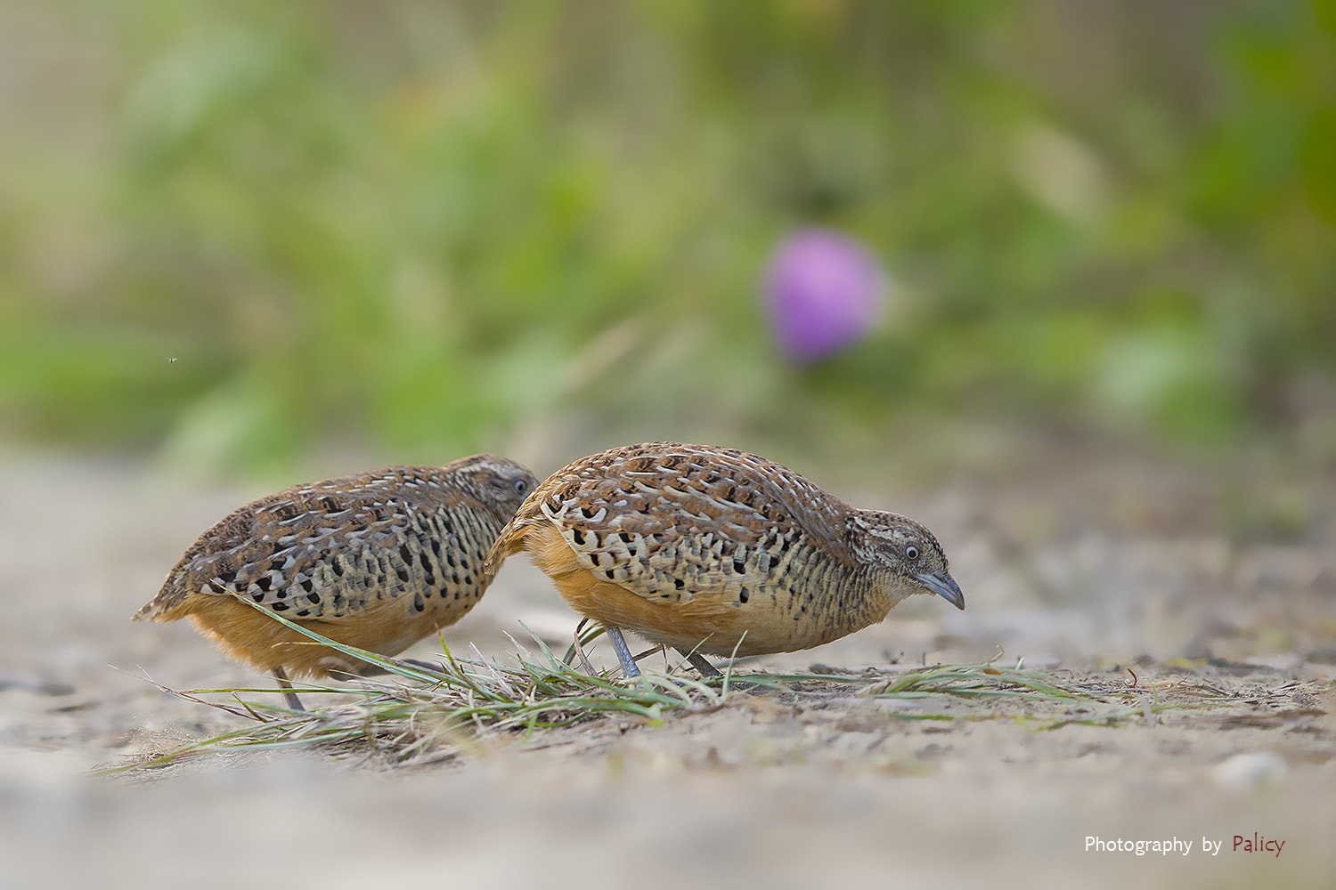 Canon EF 400mm F2.8L IS II USM sample photo. _dx_7916-3.jpg photography