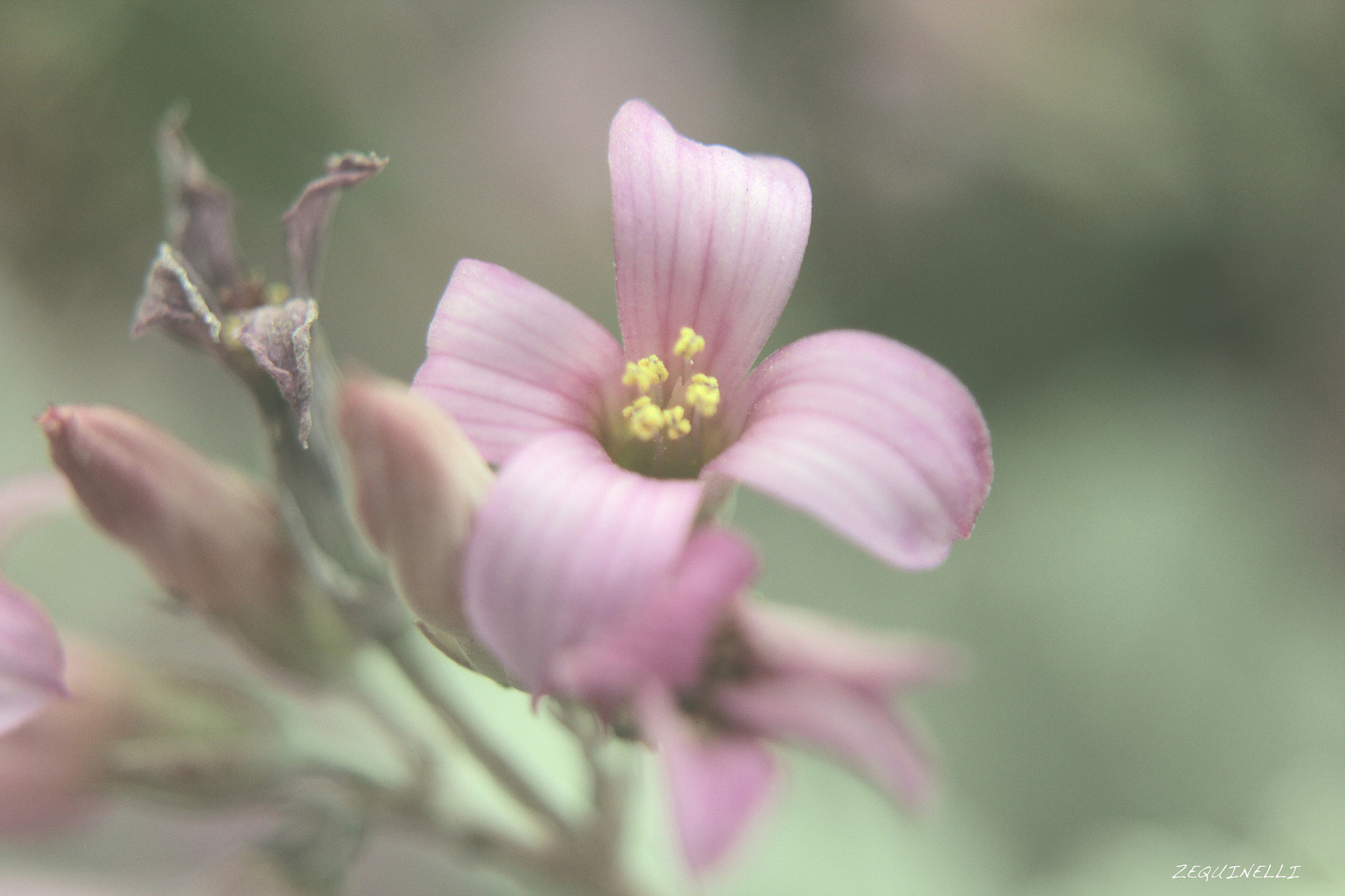 Sigma 28-80mm f/3.5-5.6 II Macro sample photo. Aveces... siempre photography