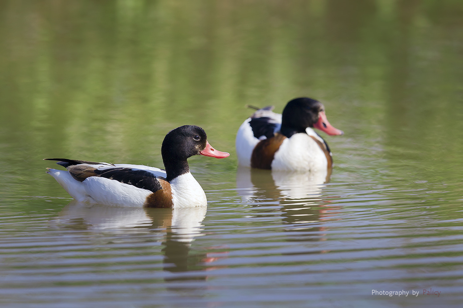 Canon EF 600mm F4L IS II USM sample photo. Img_4866-3.jpg photography