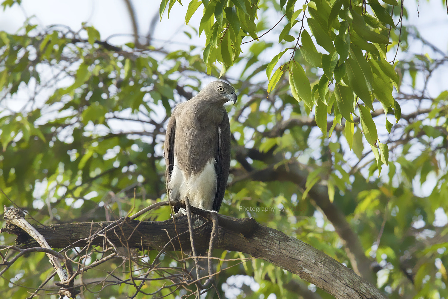 Canon EF 600mm F4L IS II USM sample photo. Img_0823-3.jpg photography