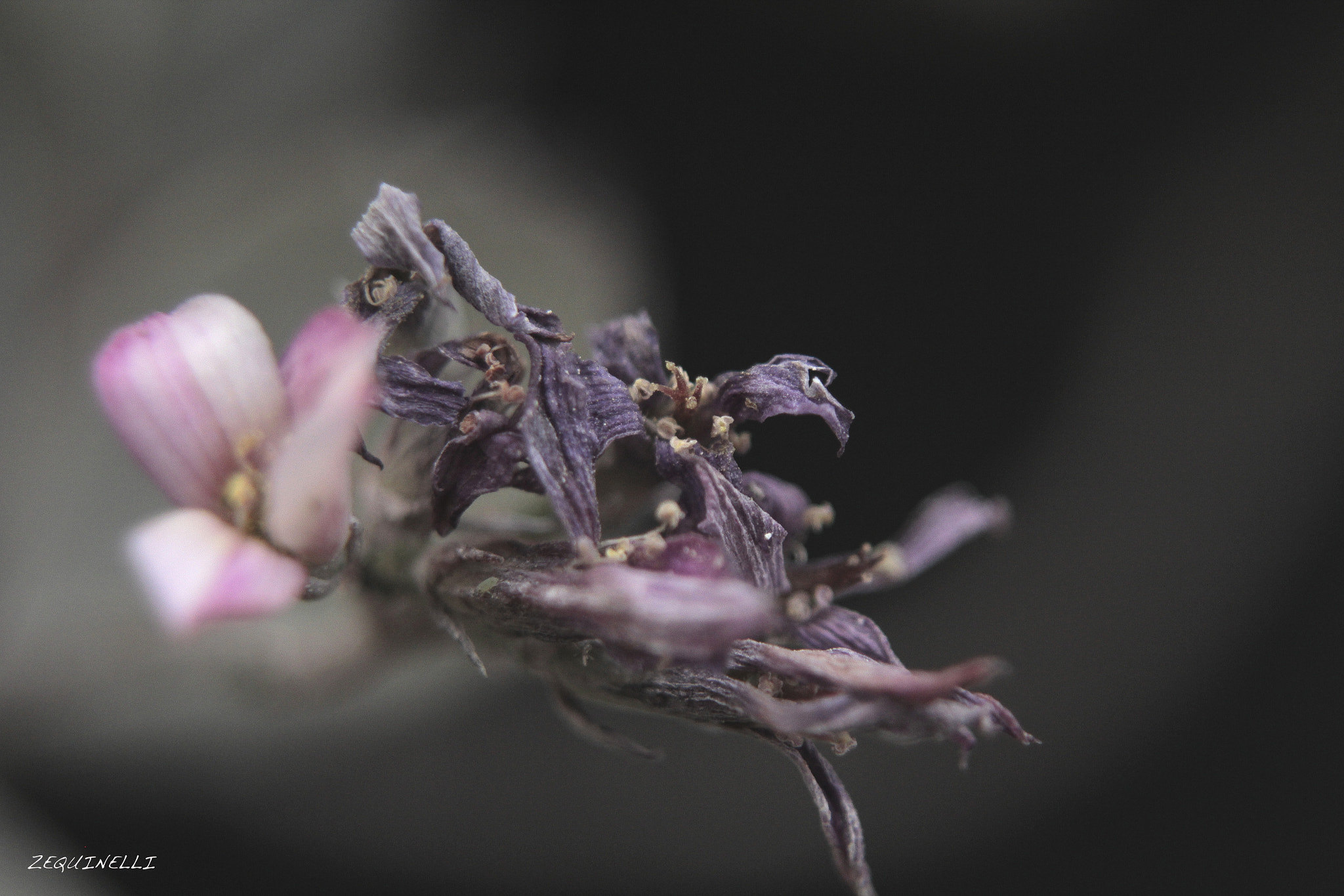 Sigma 28-80mm f/3.5-5.6 II Macro sample photo. Si supiera volver photography