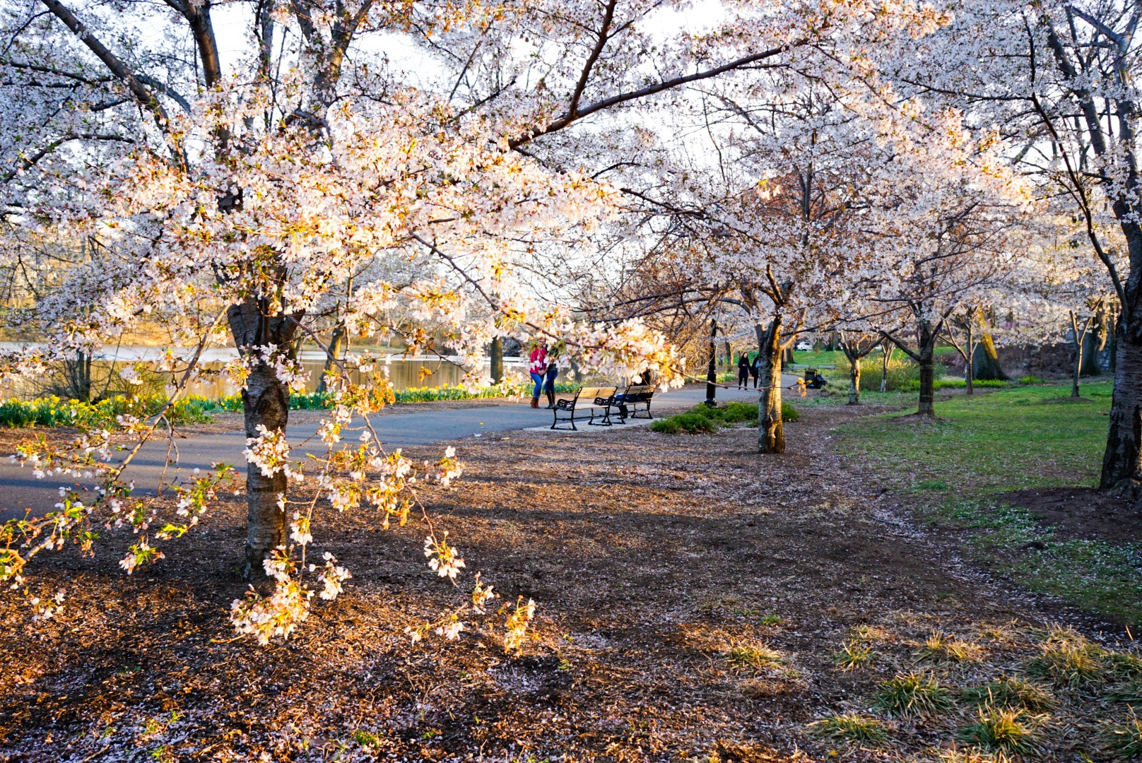 Sony a5100 + Sony E 18-55mm F3.5-5.6 OSS sample photo. Sunset in spring photography