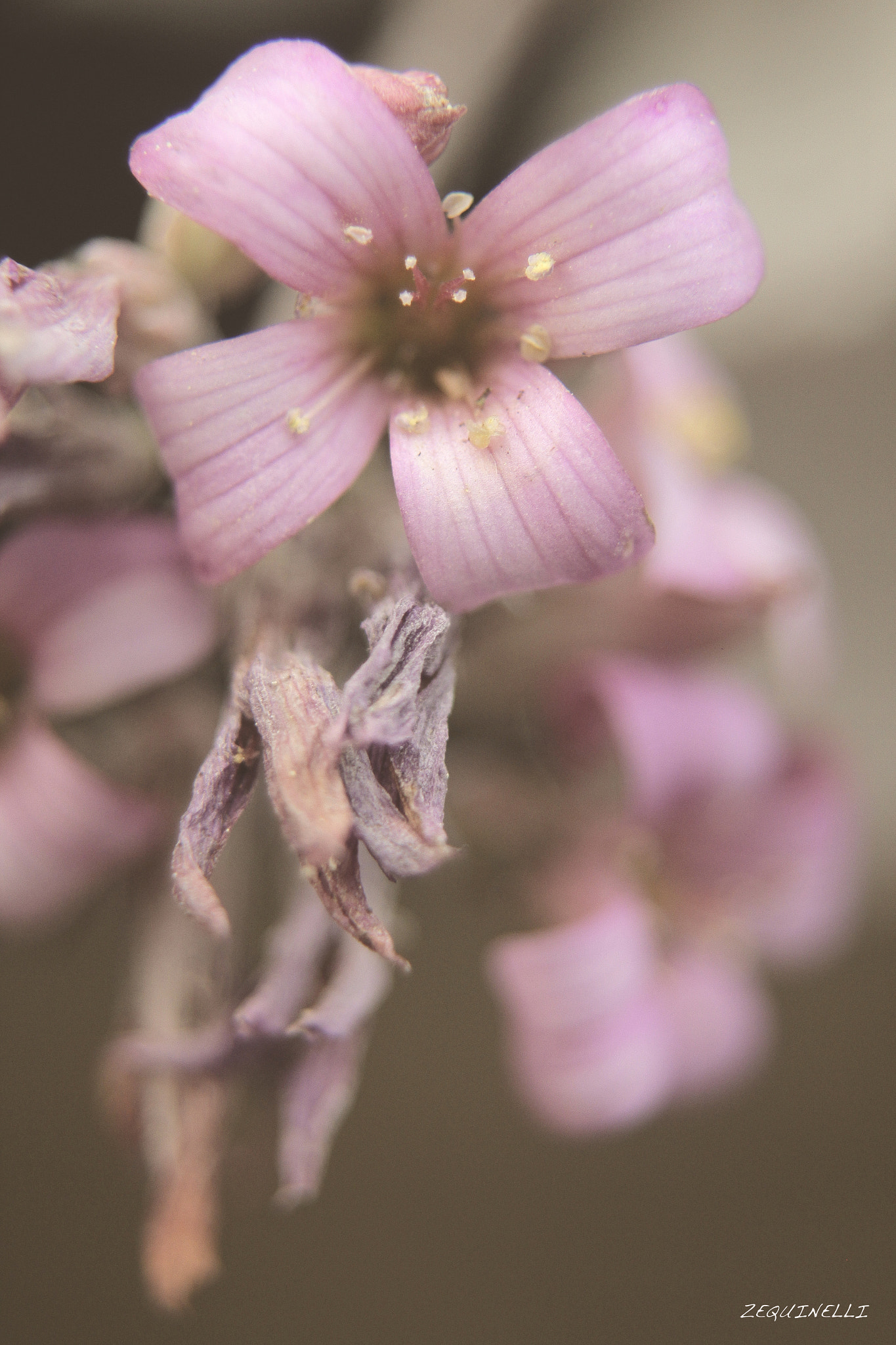 Sigma 28-80mm f/3.5-5.6 II Macro sample photo. Alguna vez photography