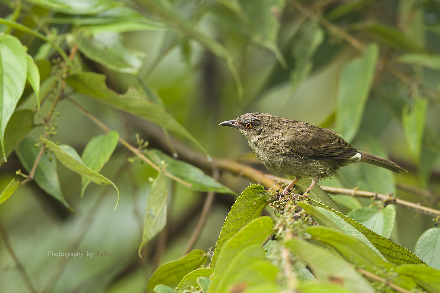 Canon EF 600mm F4L IS II USM sample photo. Img_3444-3.jpg photography