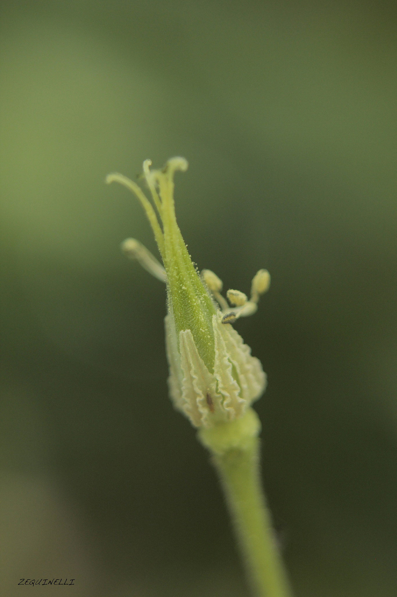 Sigma 28-80mm f/3.5-5.6 II Macro sample photo. Nacimiento photography