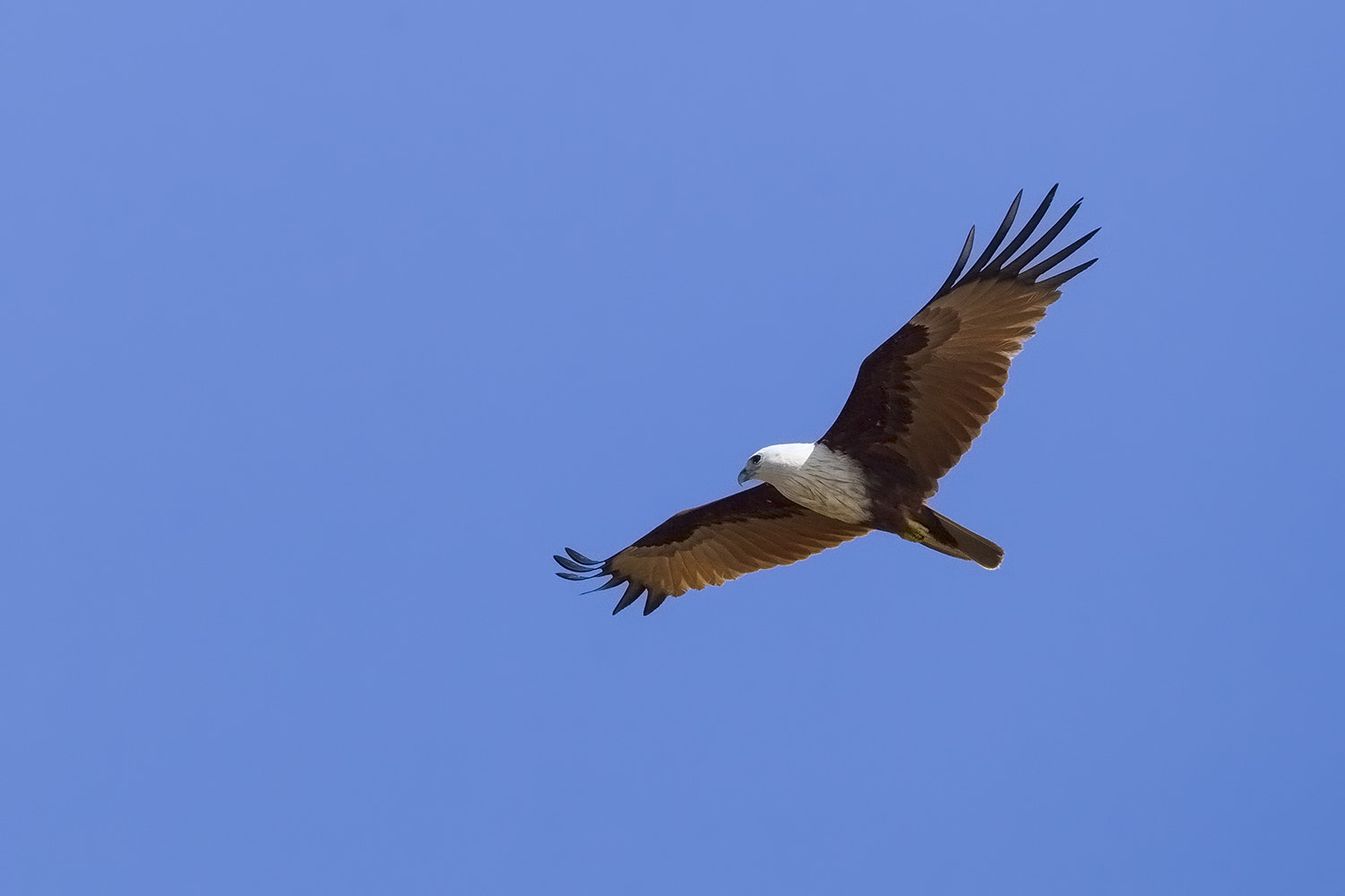 Canon EF 600mm F4L IS II USM sample photo. Img_6613-3.jpg photography