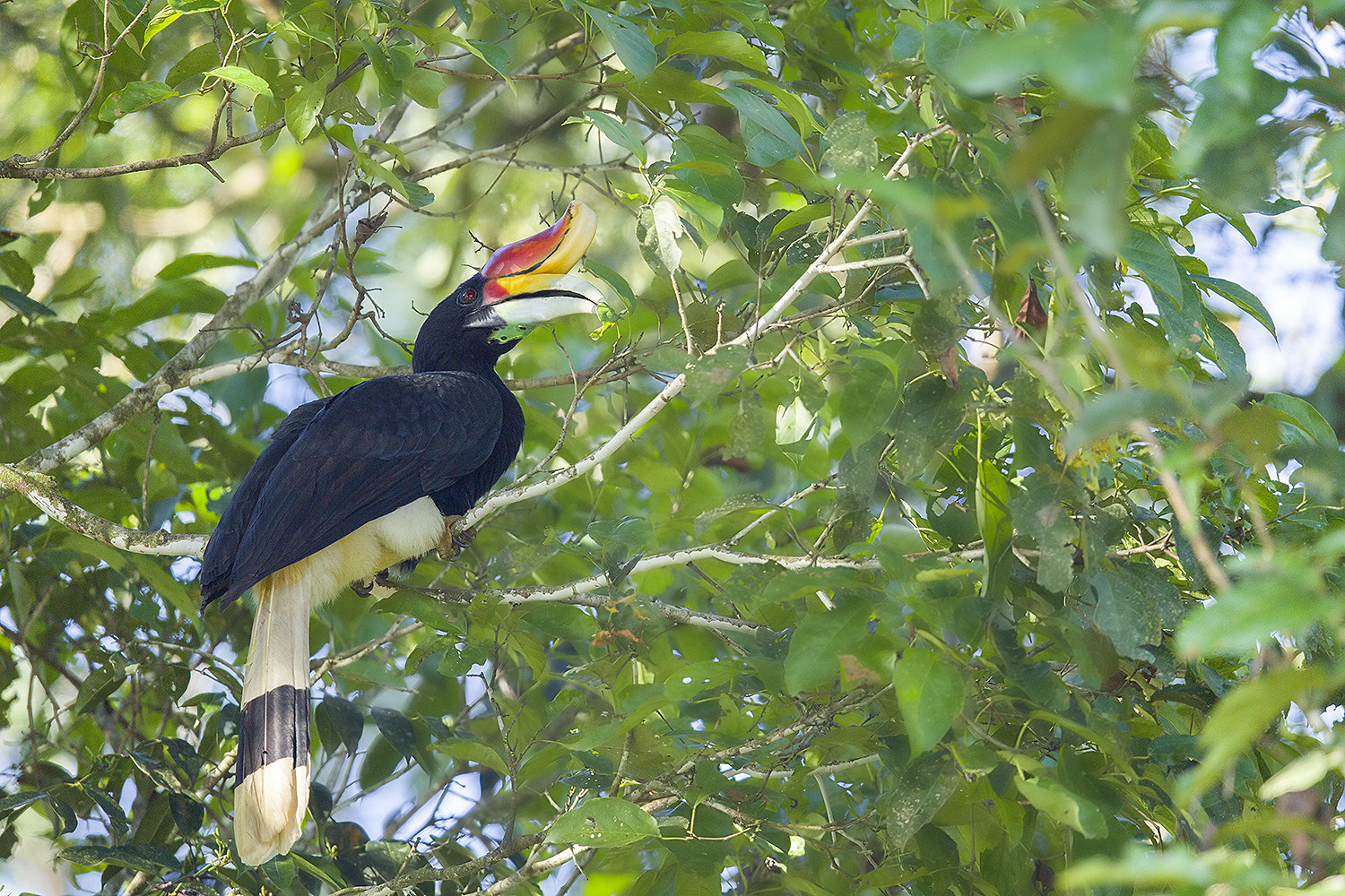 Canon EF 600mm F4L IS II USM sample photo. Img_6916-3.jpg photography