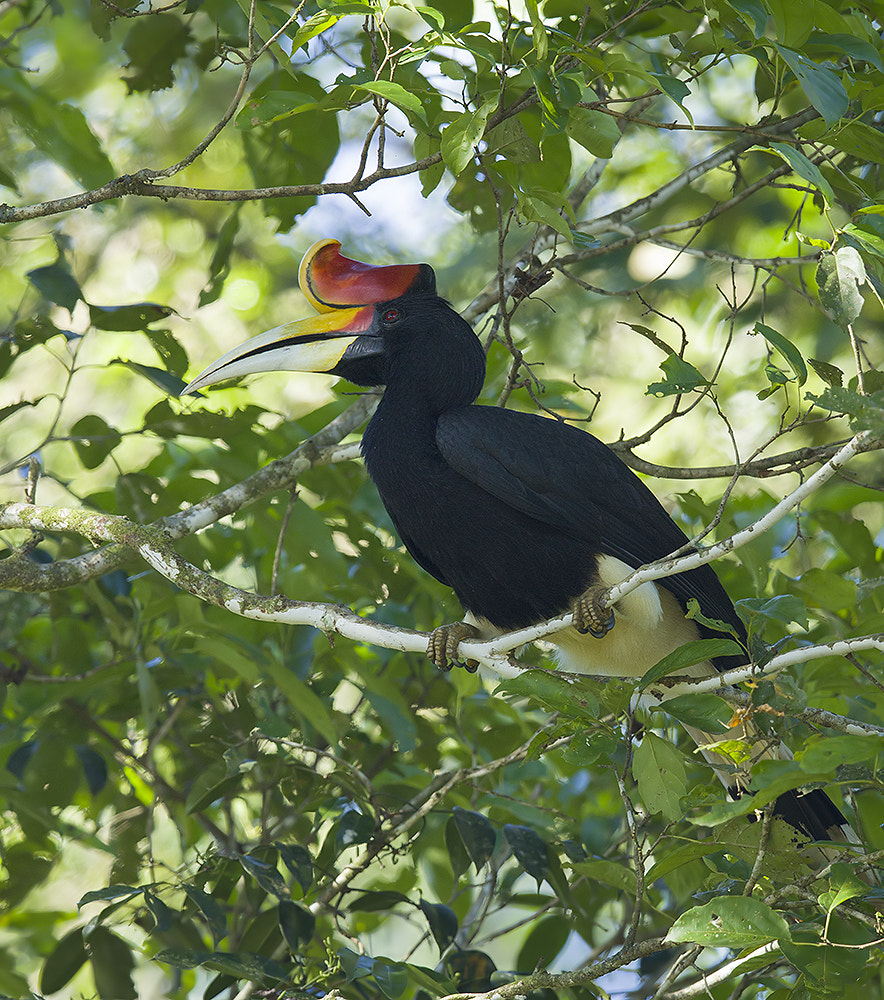 Canon EF 600mm F4L IS II USM sample photo. Img_6953-3.jpg photography