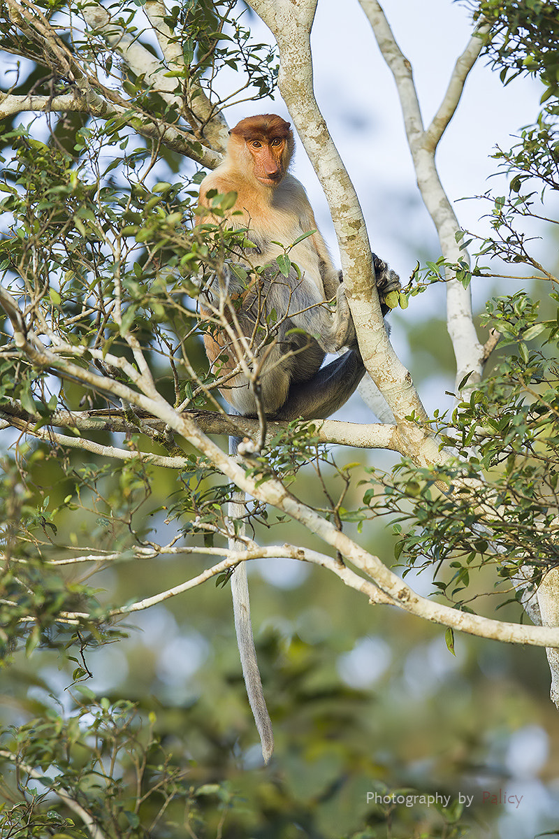 Canon EF 600mm F4L IS II USM sample photo. Img_5262-3.jpg photography