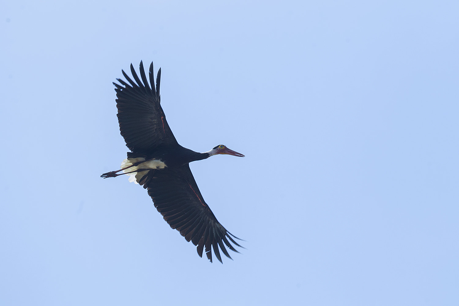 Canon EF 600mm F4L IS II USM sample photo. Img_6272-3.jpg photography