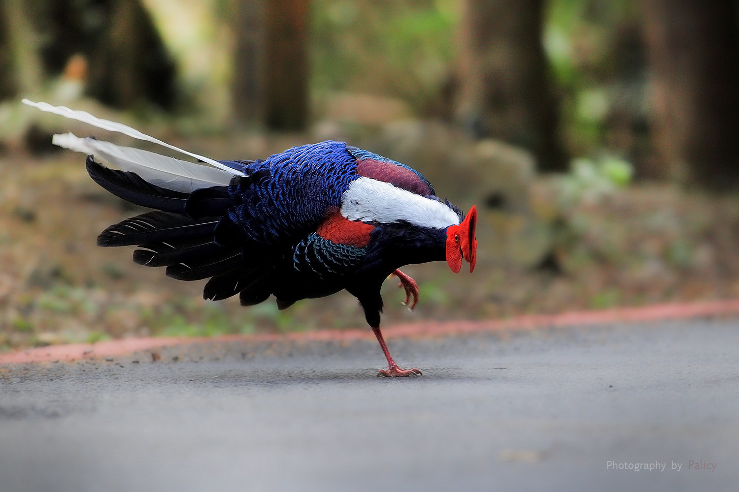 Canon EF 300mm f/2.8L sample photo. ４ photography