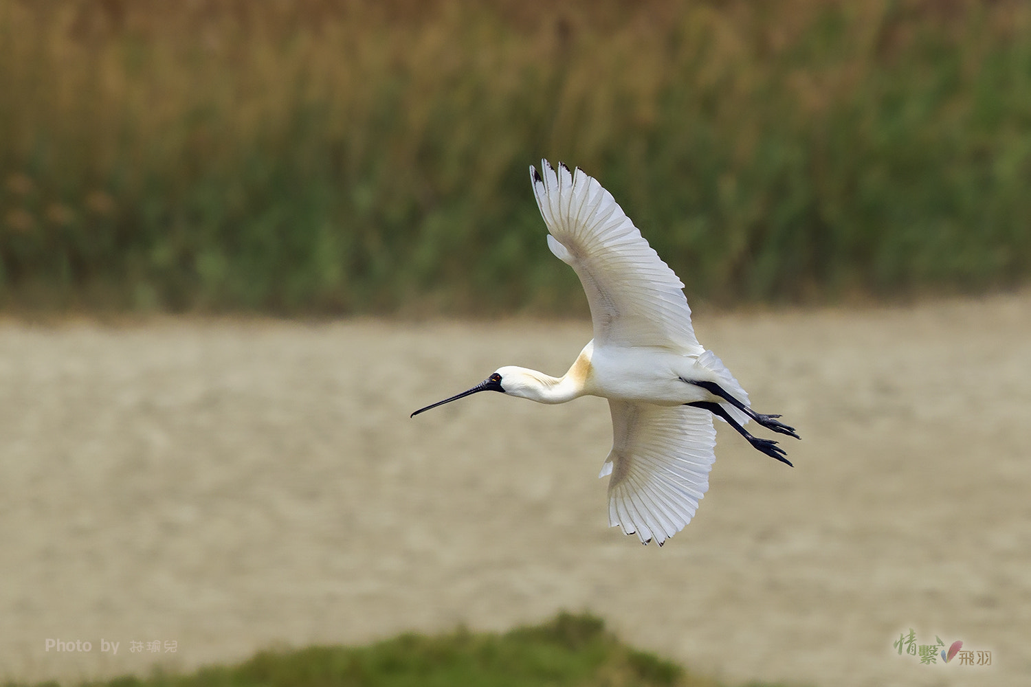 Canon EF 600mm F4L IS II USM sample photo. Img_2948-3.jpg photography