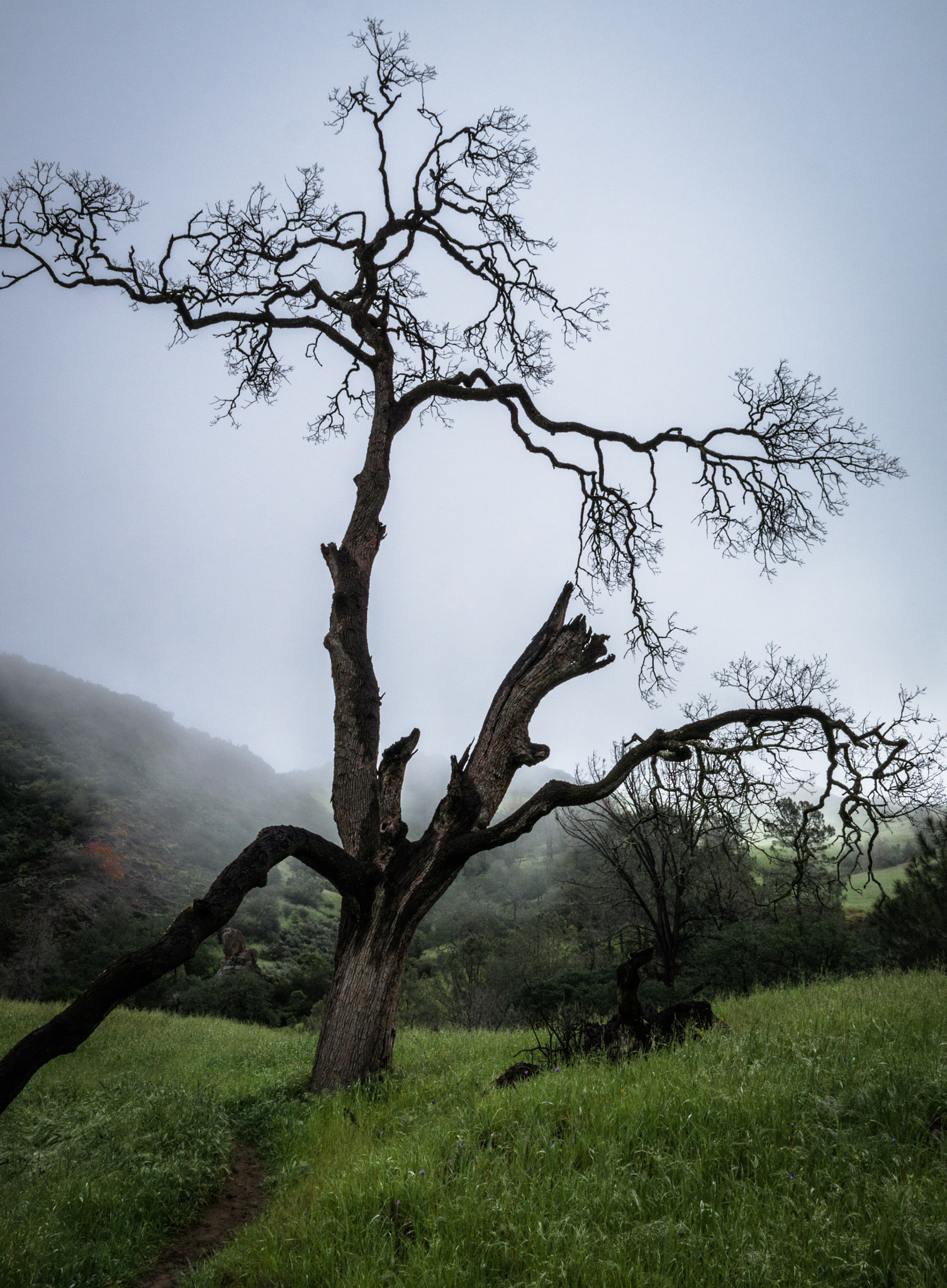 Panasonic Lumix DMC-GX7 + LEICA DG SUMMILUX 15/F1.7 sample photo. Picnic. lightning. photography