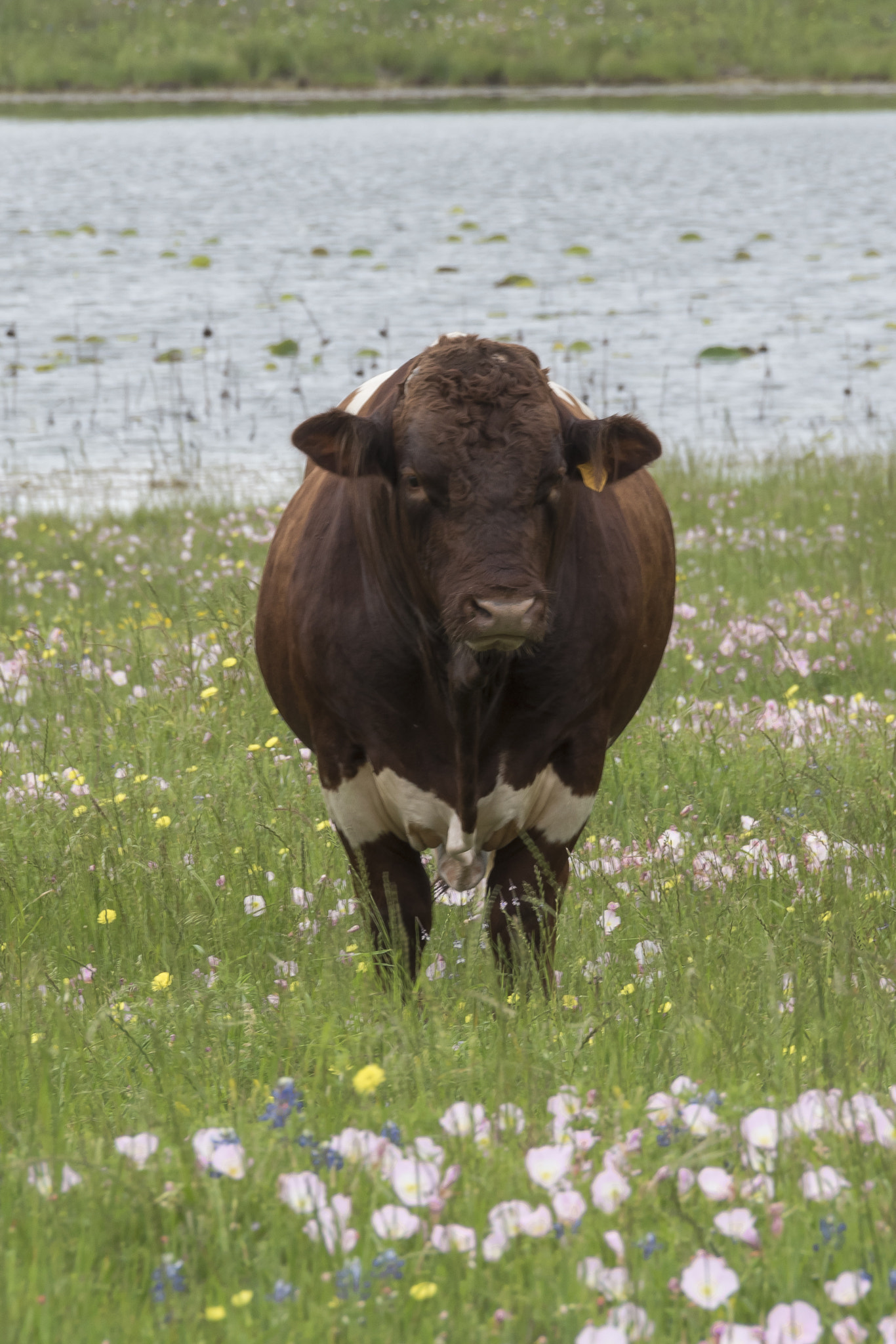 Nikon D750 + Nikon AF-S DX Nikkor 18-300mm F3.5-5.6G ED VR sample photo. Spring has sprung: dark brown bull photography