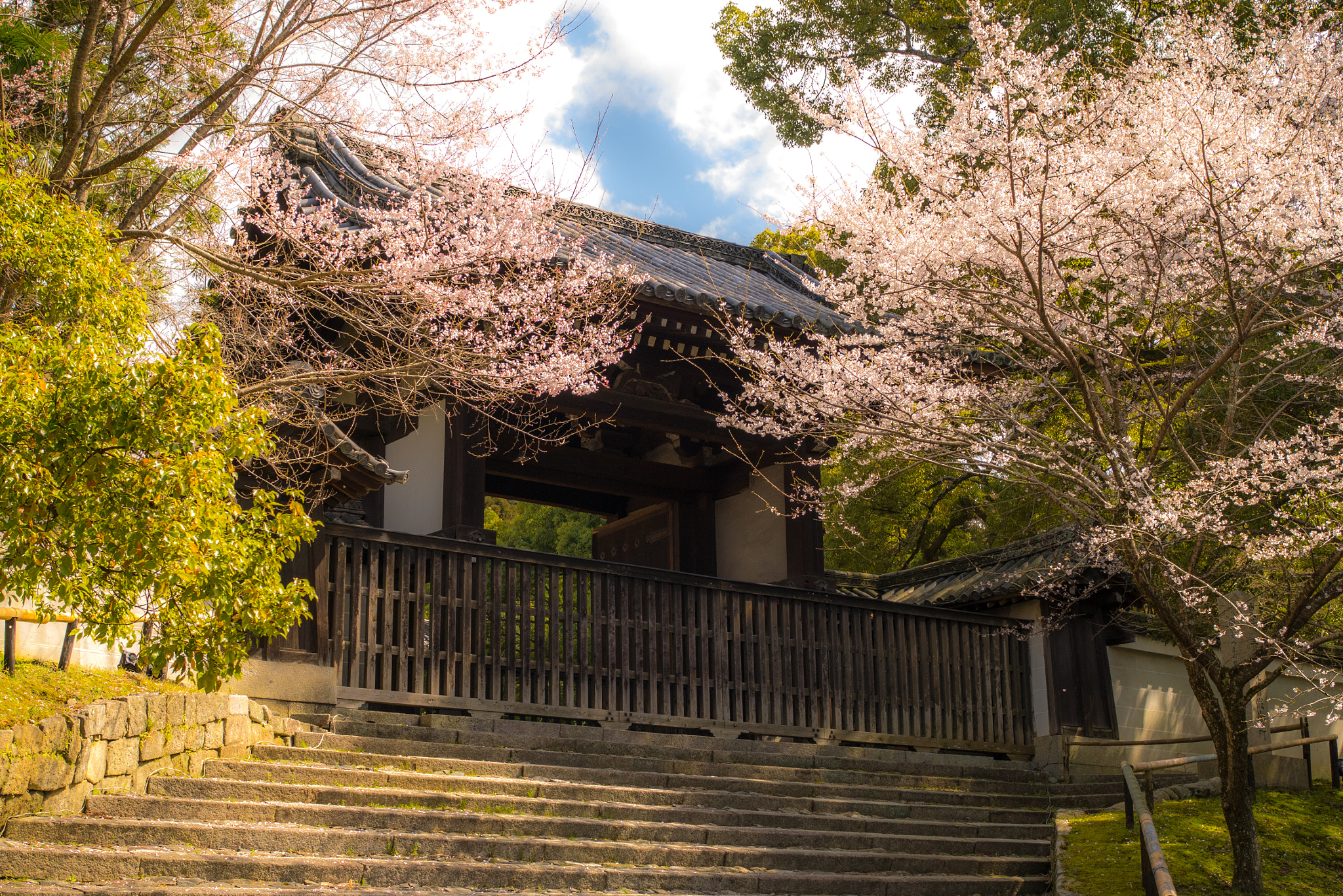 Panasonic Lumix DMC-GX7 + Olympus M.Zuiko Digital 25mm F1.8 sample photo. Sakura  cherry blossom in kyoto photography