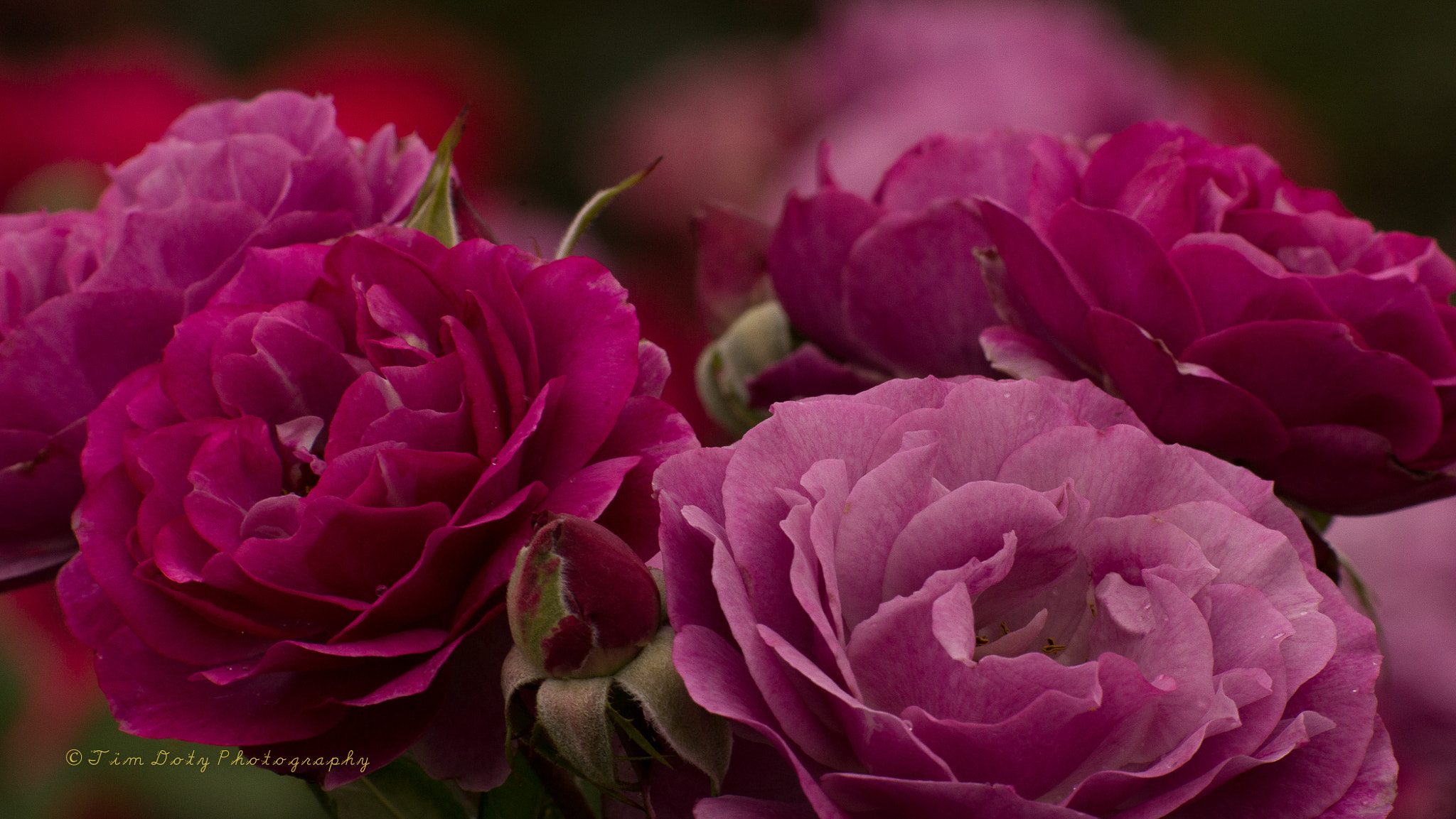 Minolta AF 200mm F2.8 G APO sample photo. Rose garden at mesa college photography