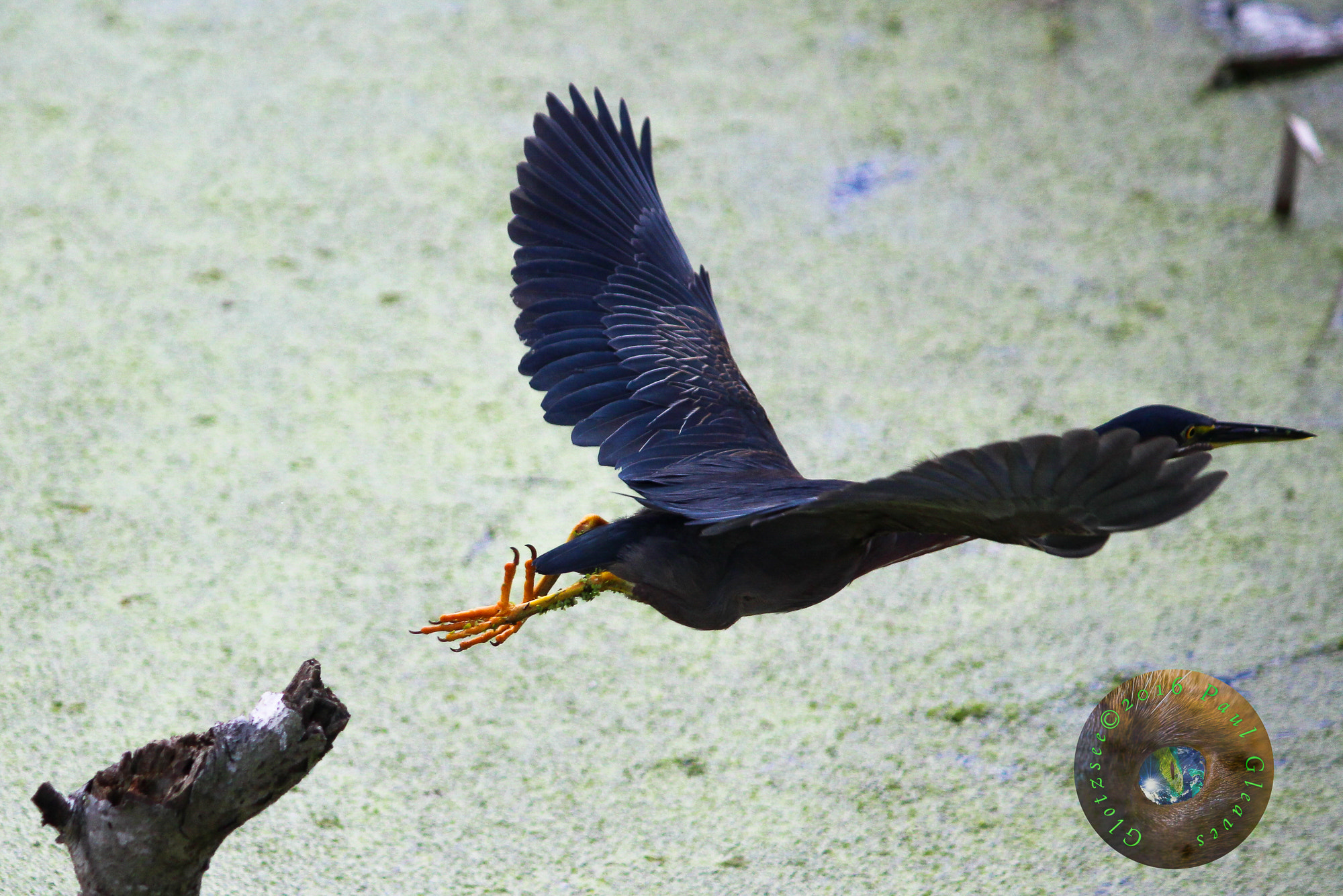 Canon EF-S 55-250mm F4-5.6 IS sample photo. Green heron photography
