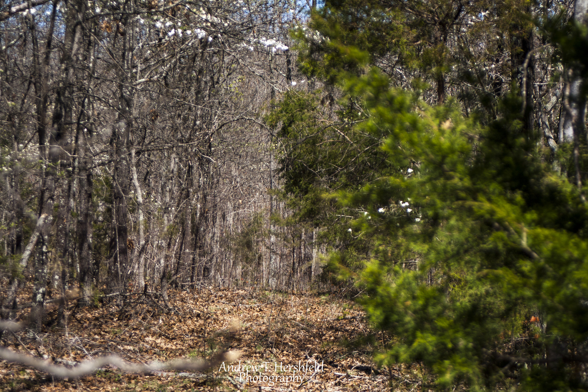 Canon EF 28-80mm f/3.5-5.6 sample photo. Lonely trail photography
