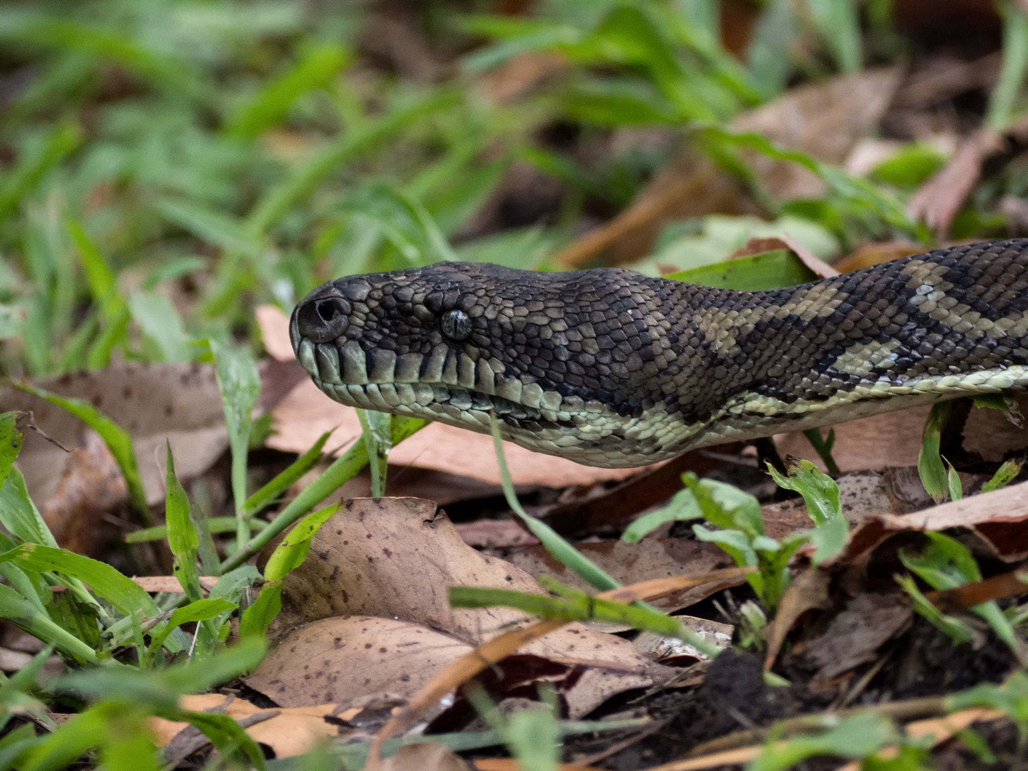Olympus OM-D E-M10 sample photo. Carpet snake (morelia spilota) photography