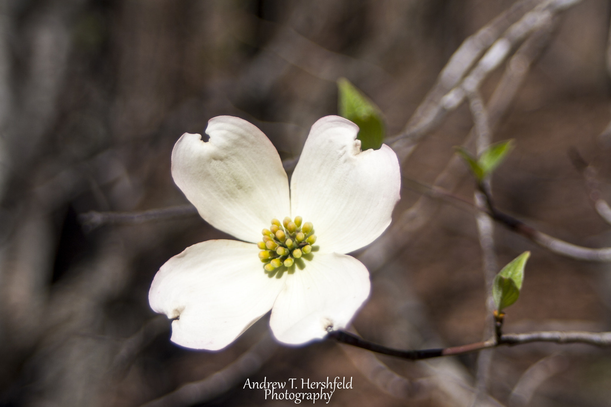 Canon EF 28-80mm f/3.5-5.6 sample photo. Dogwood photography