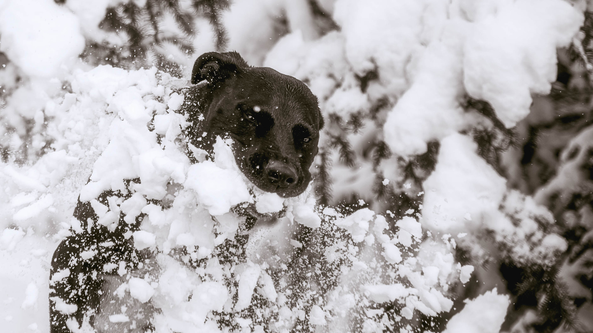 Nikon D4 sample photo. 20160330-_dsc7679-edit.jpg photography