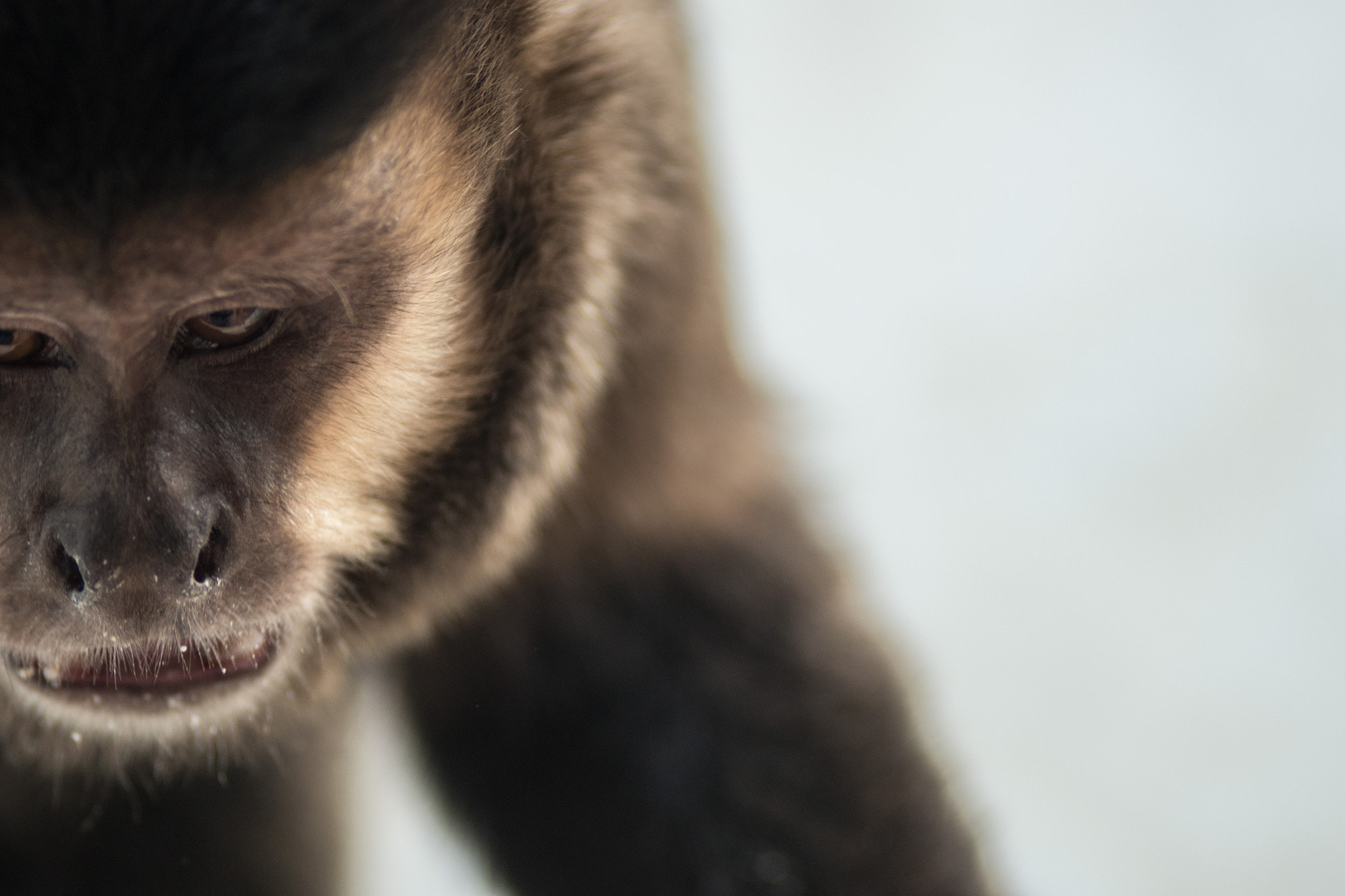 Nikon D800 + Nikon AF Nikkor 180mm F2.8D ED-IF sample photo. Macaco-prego [brazilian monkey] photography