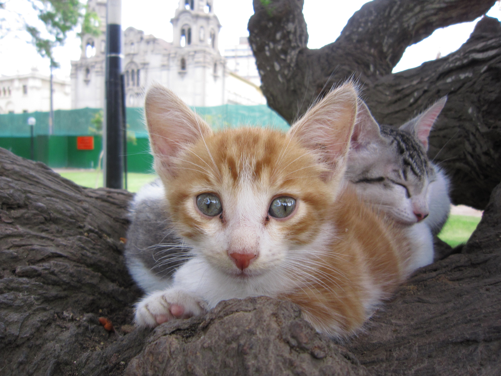 Canon PowerShot SD980 IS (Digital IXUS 200 IS / IXY Digital 930 IS) sample photo. Kittens of spring photography