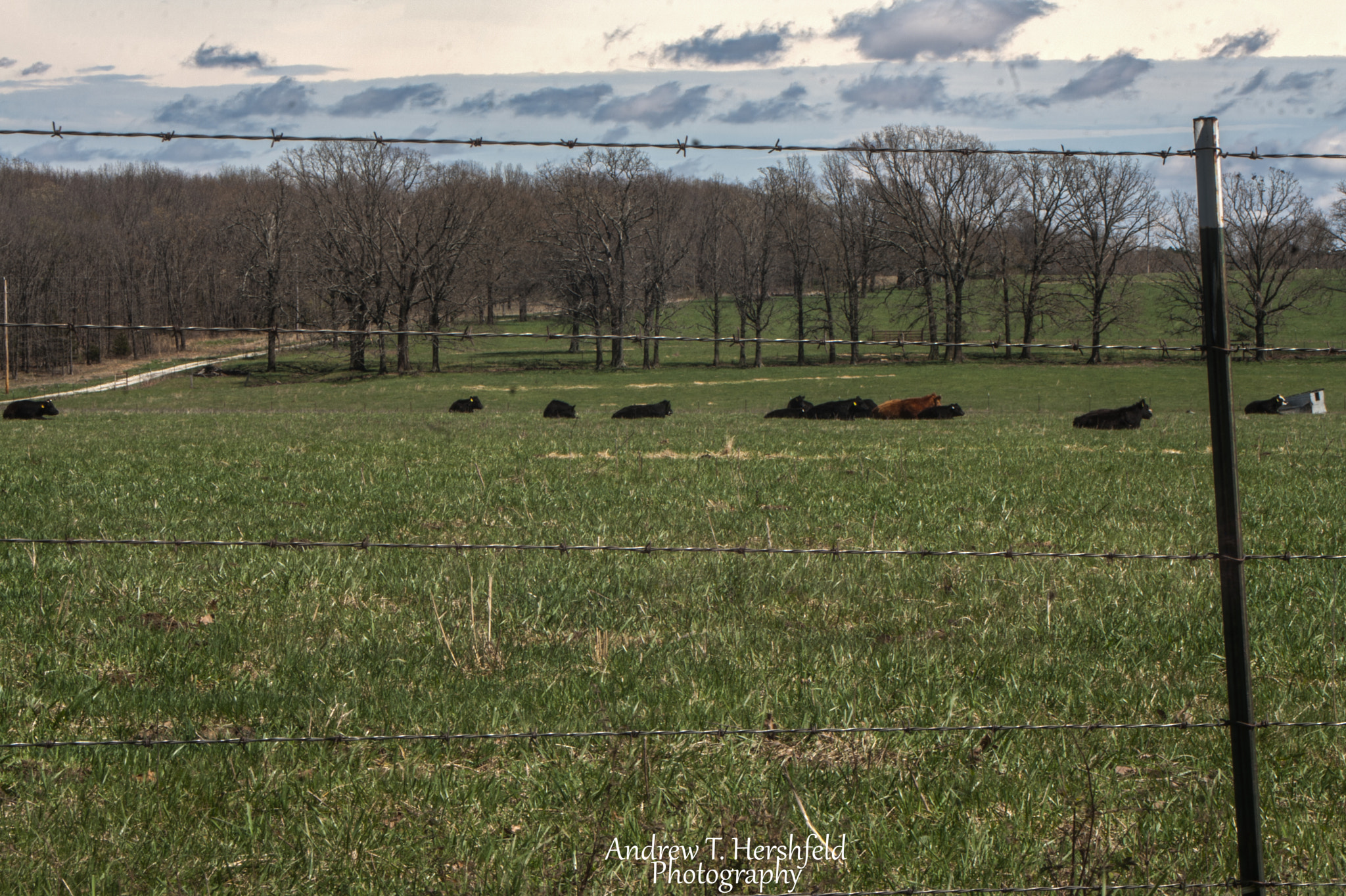 Canon EF 28-80mm f/3.5-5.6 sample photo. Cows photography
