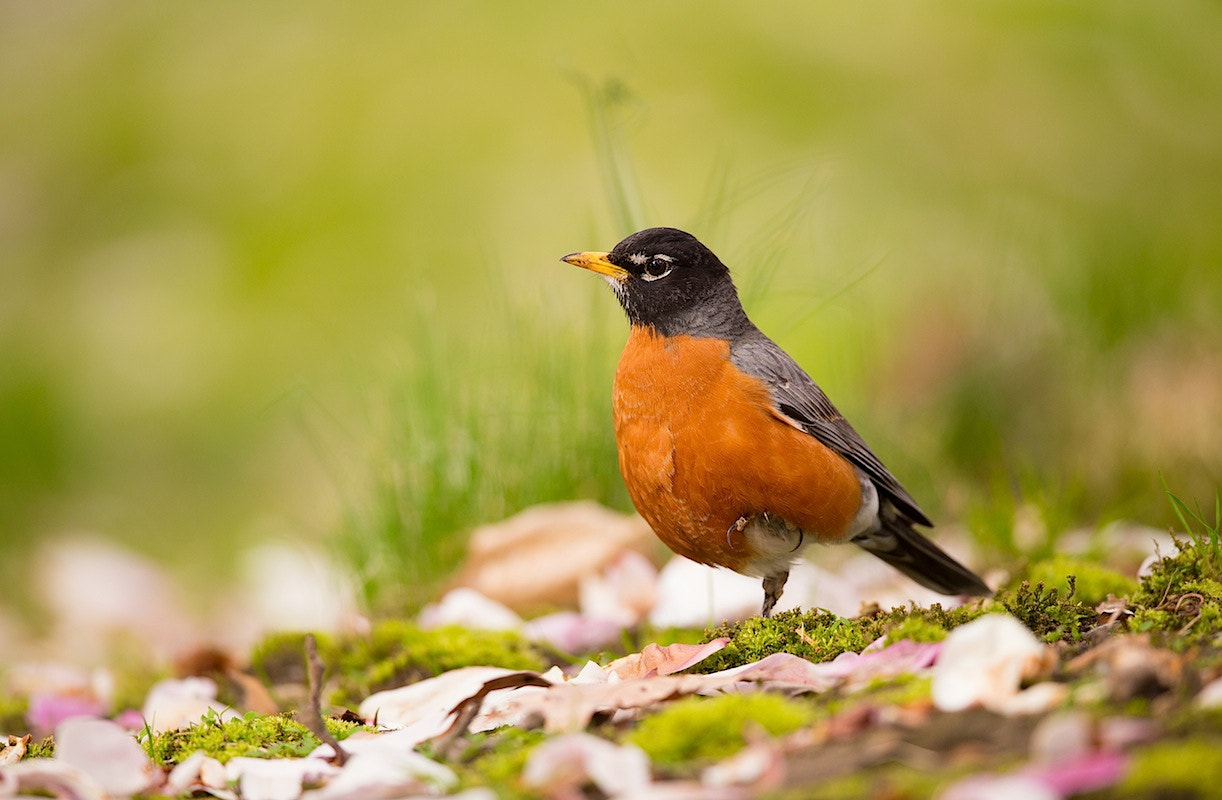 Canon EOS 6D + Canon EF 500mm F4L IS II USM sample photo. American robin under the magnolias photography