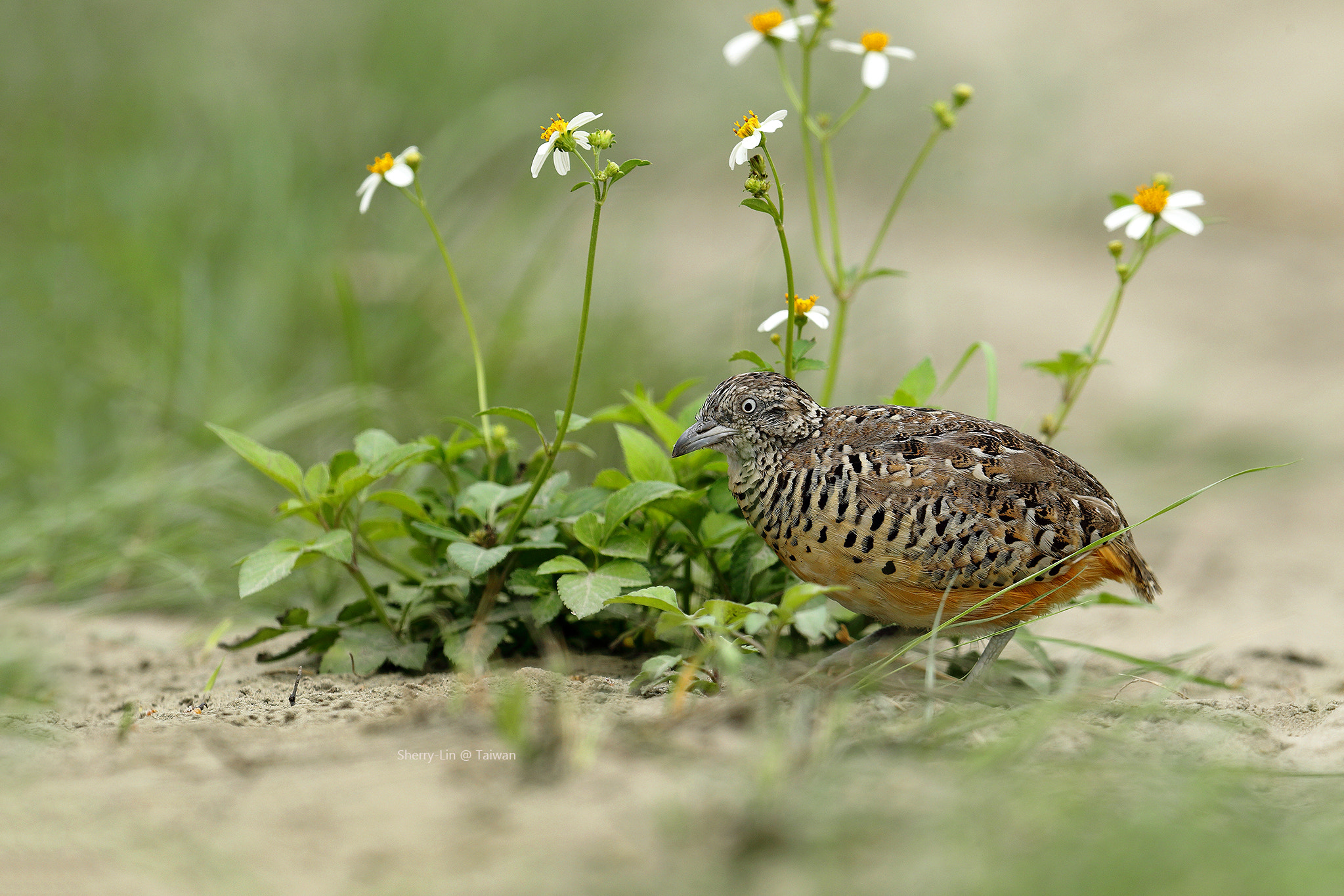 Canon EF 600mm F4L IS II USM sample photo. 1d4_3993-3.jpg photography